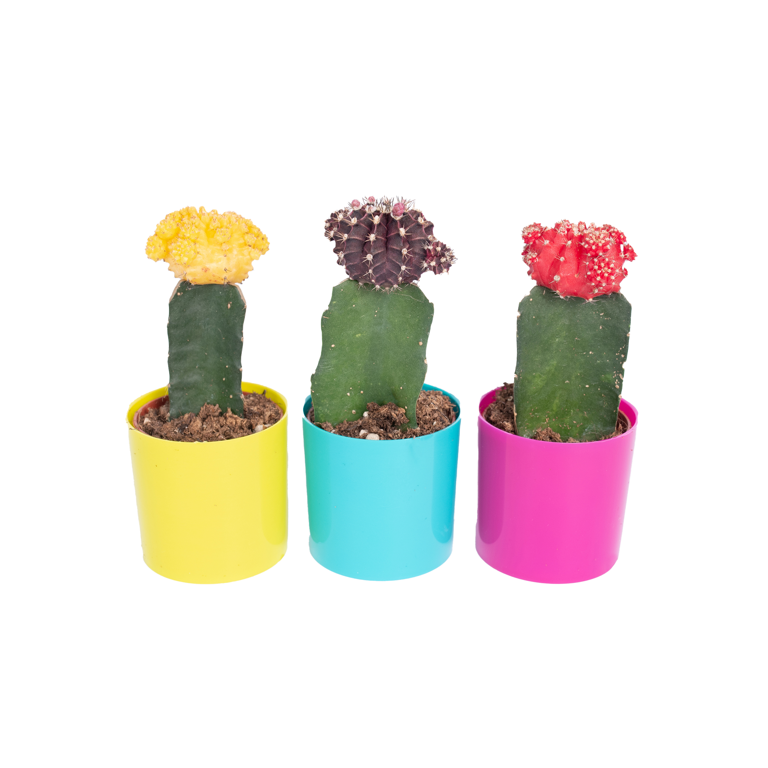 Kaktus Gymnocalycium mix 15 cm
