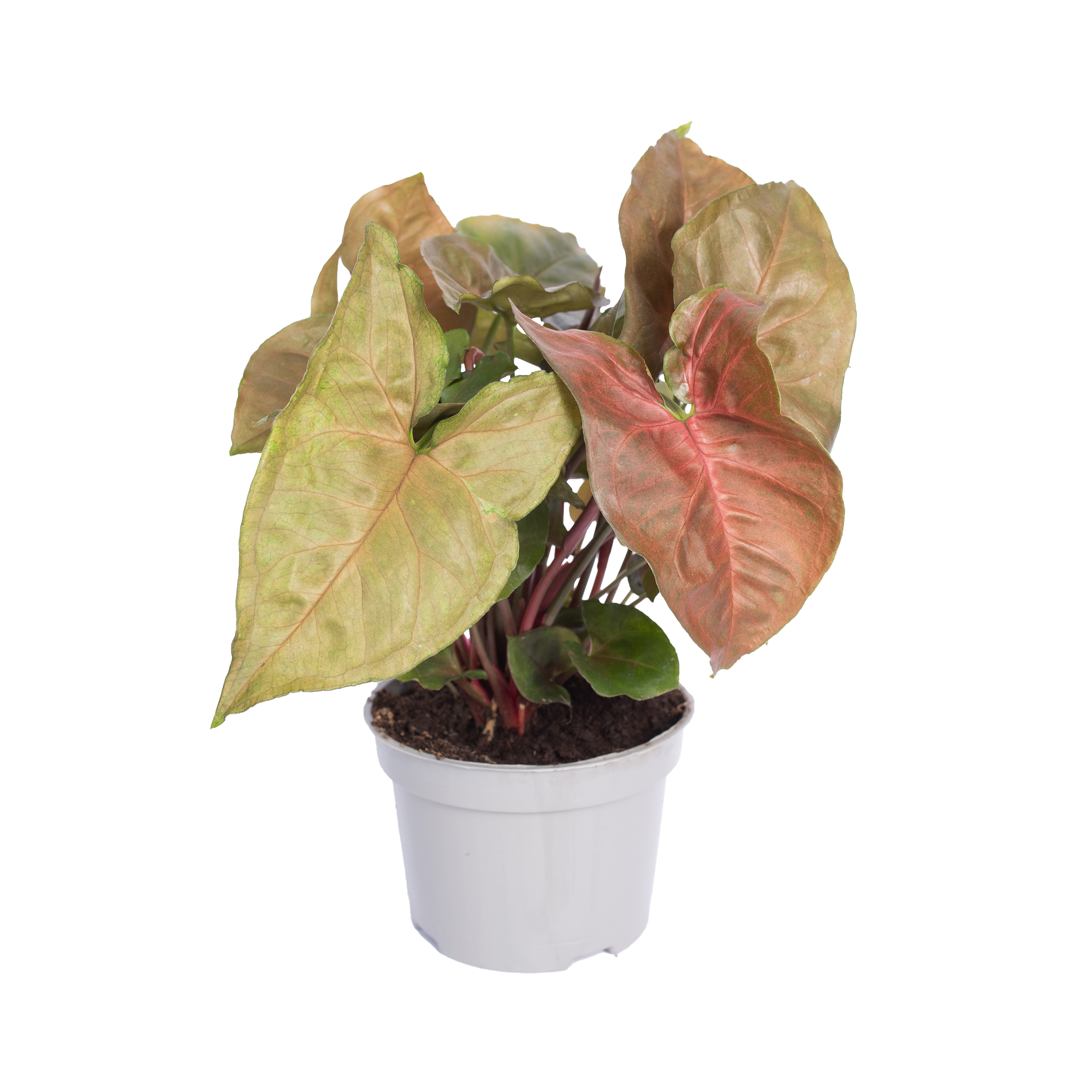 Zroślicha Syngonium Arrow 20 cm