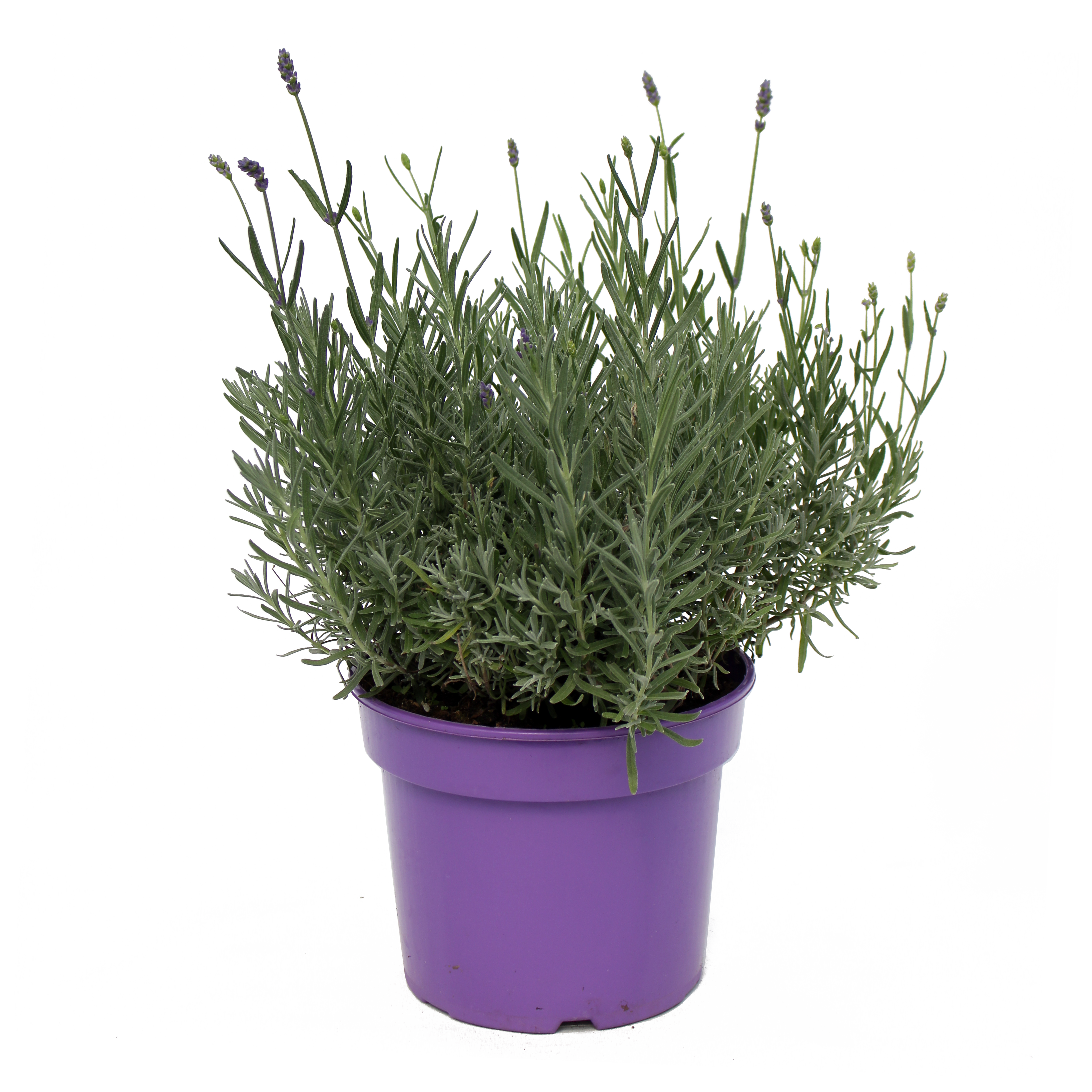 Lawenda Angustifolia 25-35 cm
