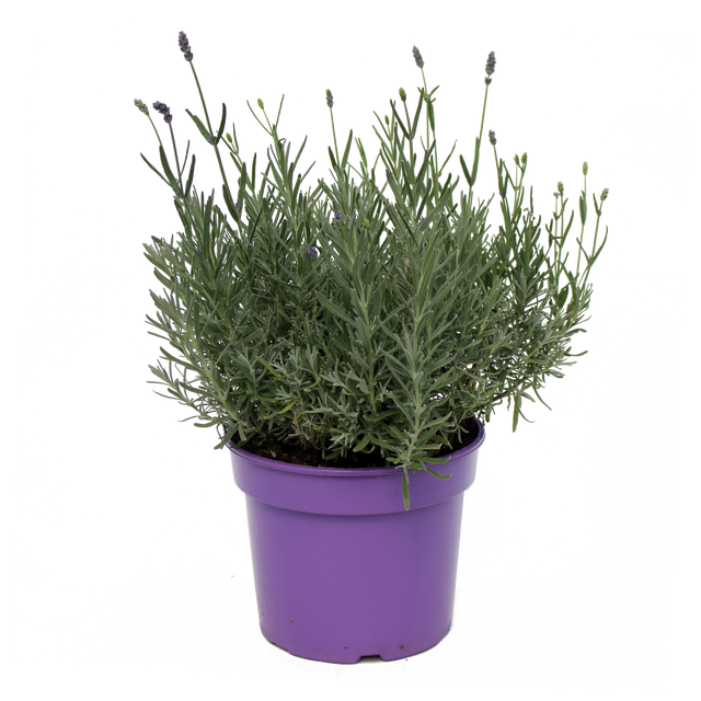 Lawenda Angustifolia 25-35 cm