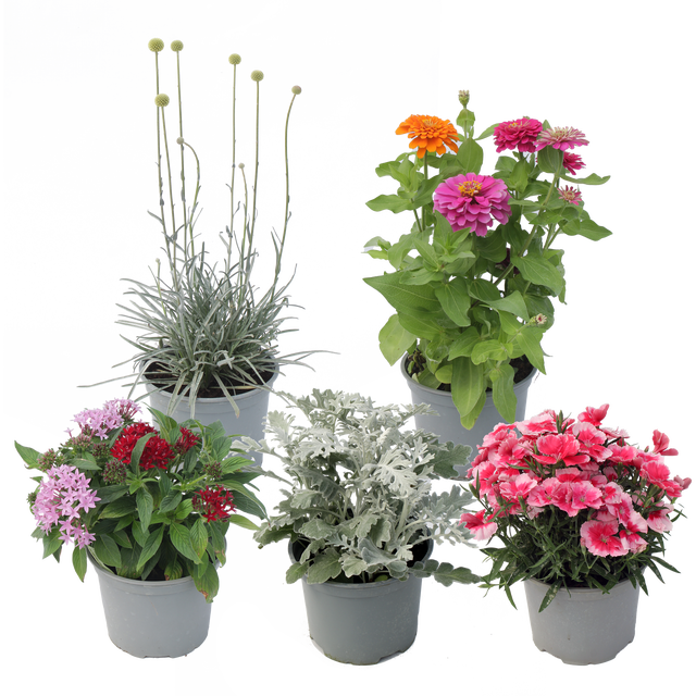 Kwiaty letnie mix 40 - 50 cm Kwitnące Ogrody