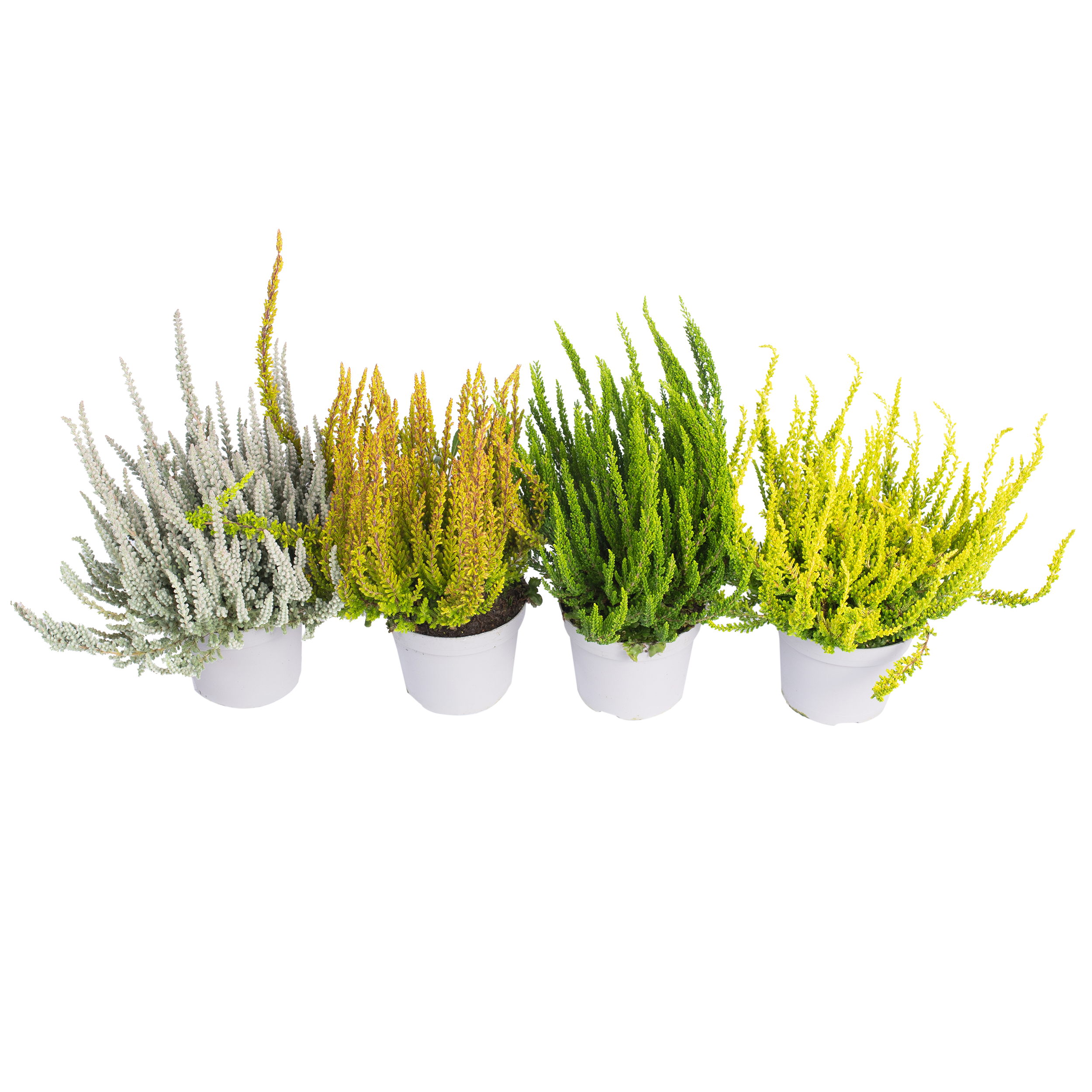 Wrzosiec delikatny Twins 20-25 cm
