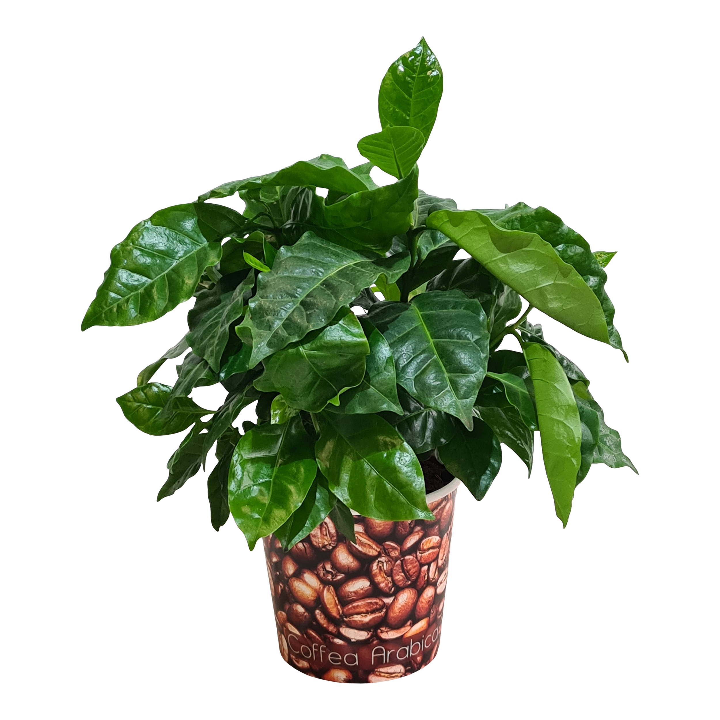 Kawa Coffea 25 cm