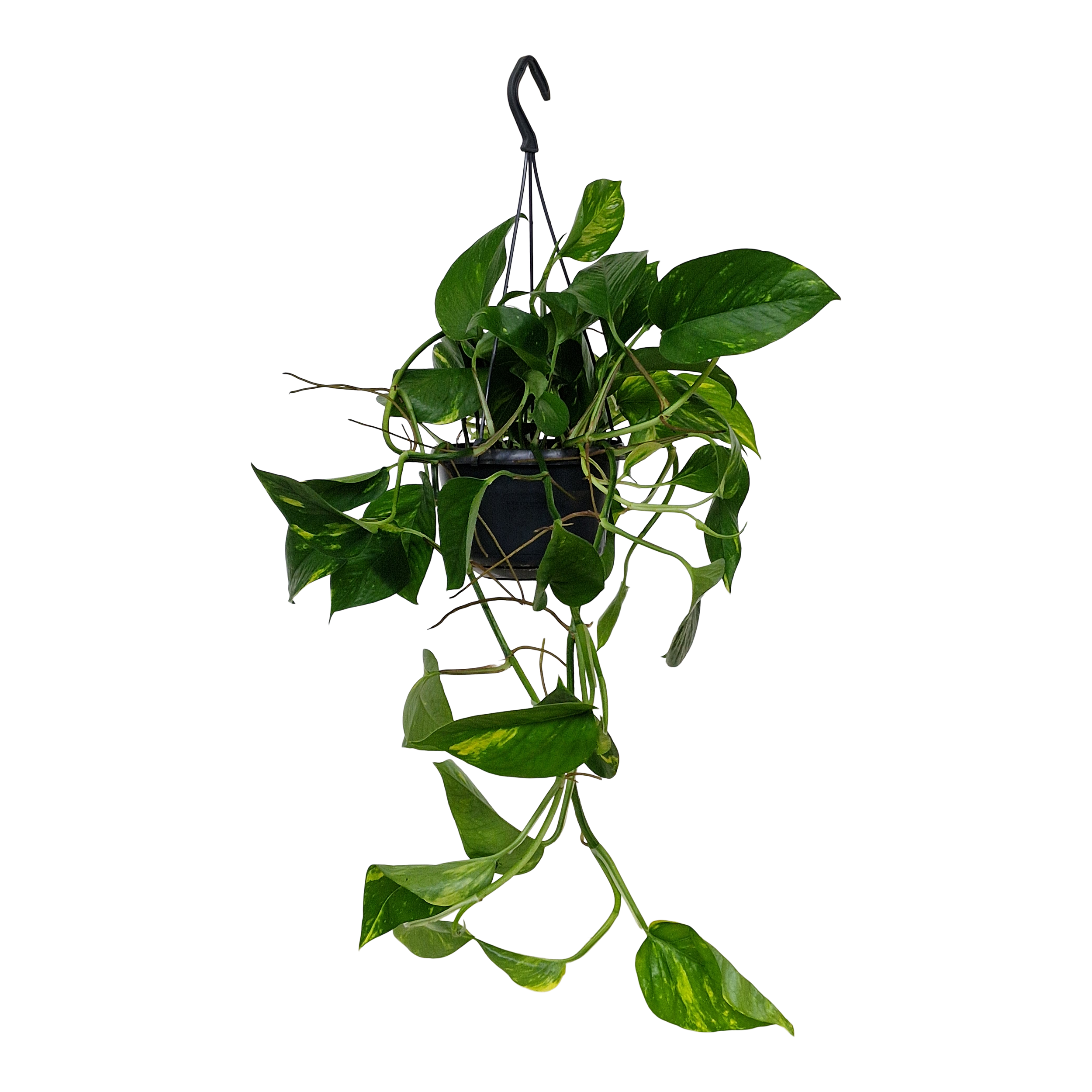 Scindapsus wiszący 50 cm mix