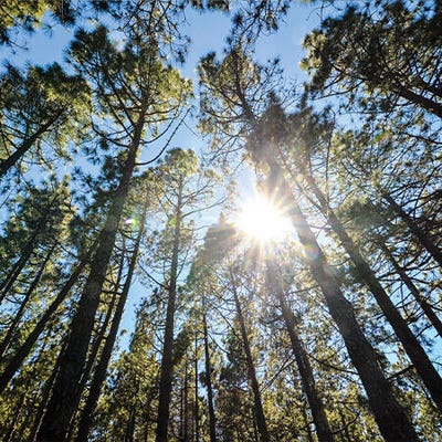 Woodstock Sac De GranulÃ©s Bricomarche Poêle Sac Granule