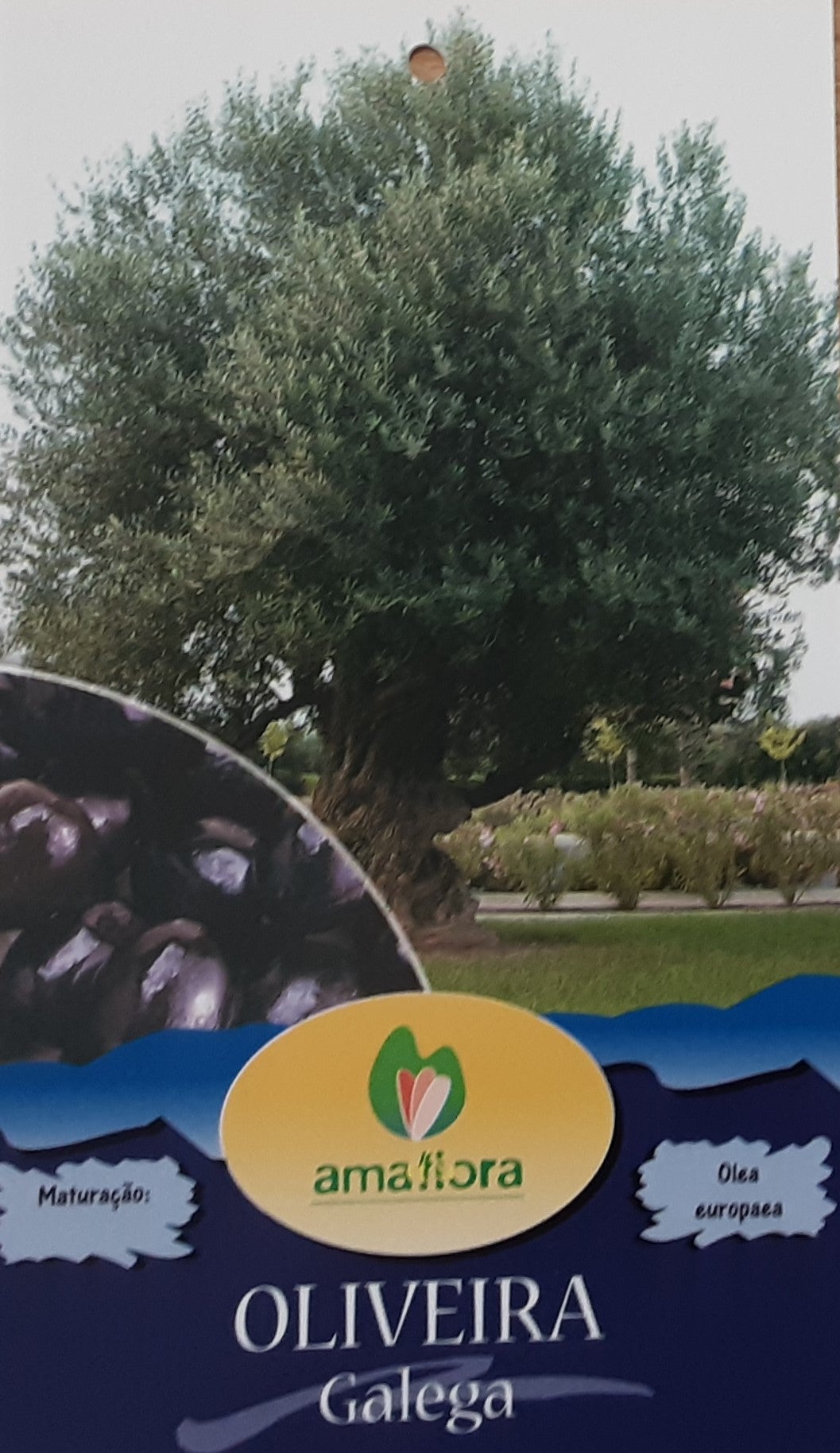 Oliveira GALEGA - 2