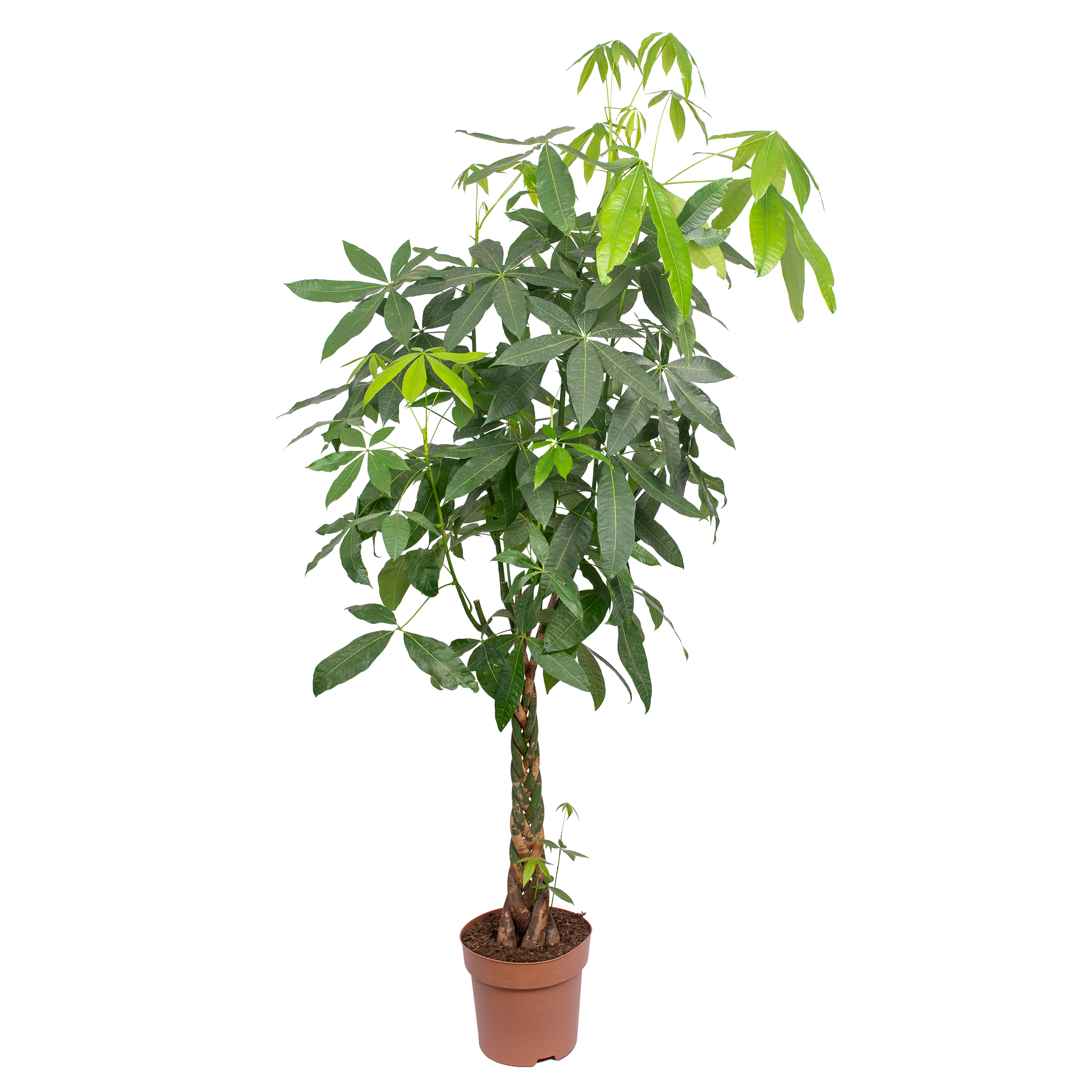Pachira aquatica Pachira wodna 220 cm