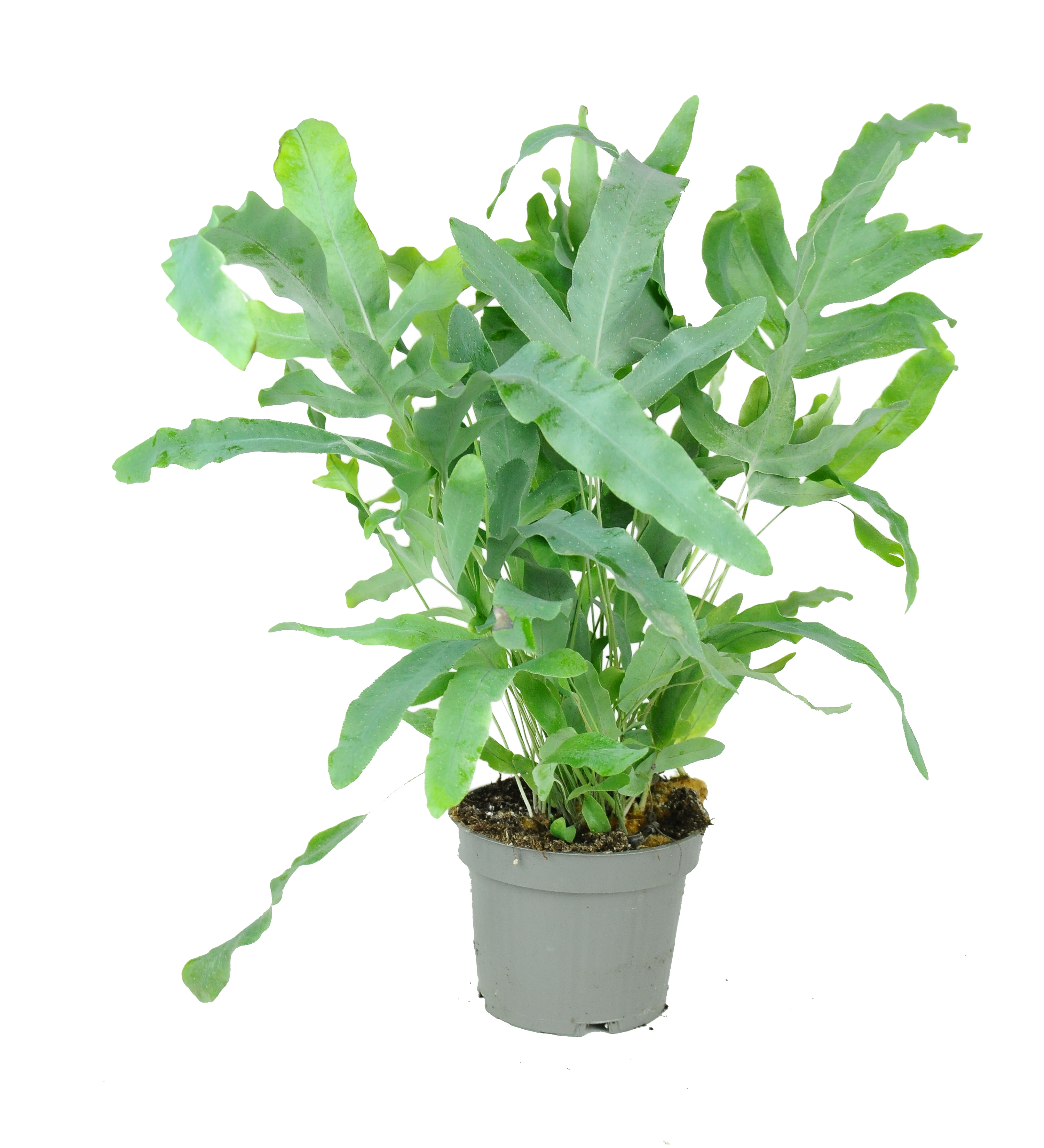 Flebodium Blue Star 25 cm