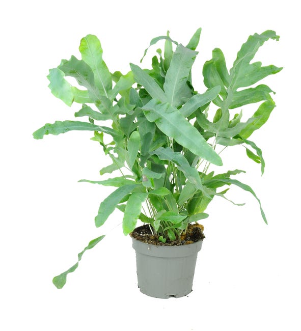 Flebodium blue star 25 cm 86870129