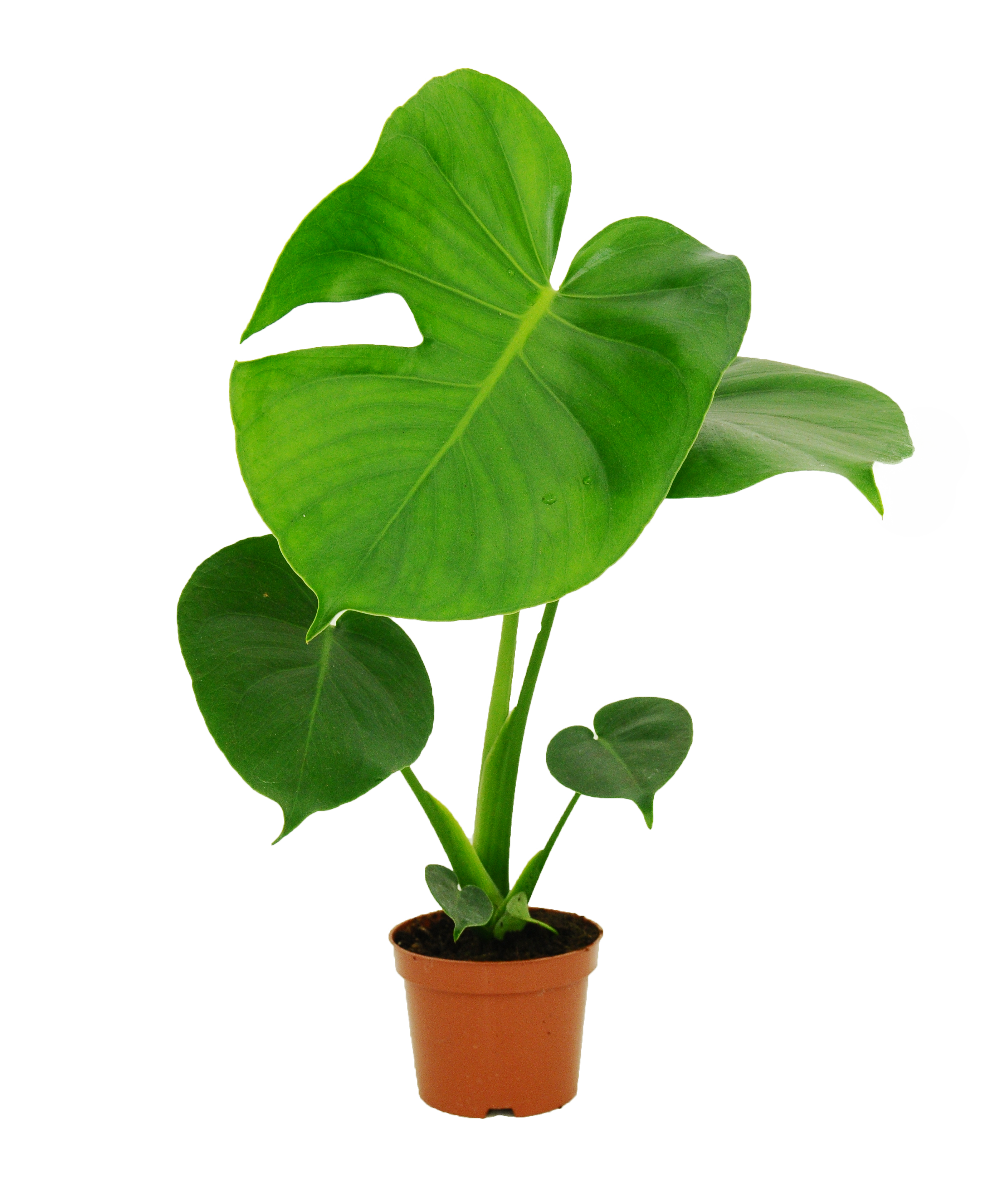 Monstera Deliciosa 40 cm