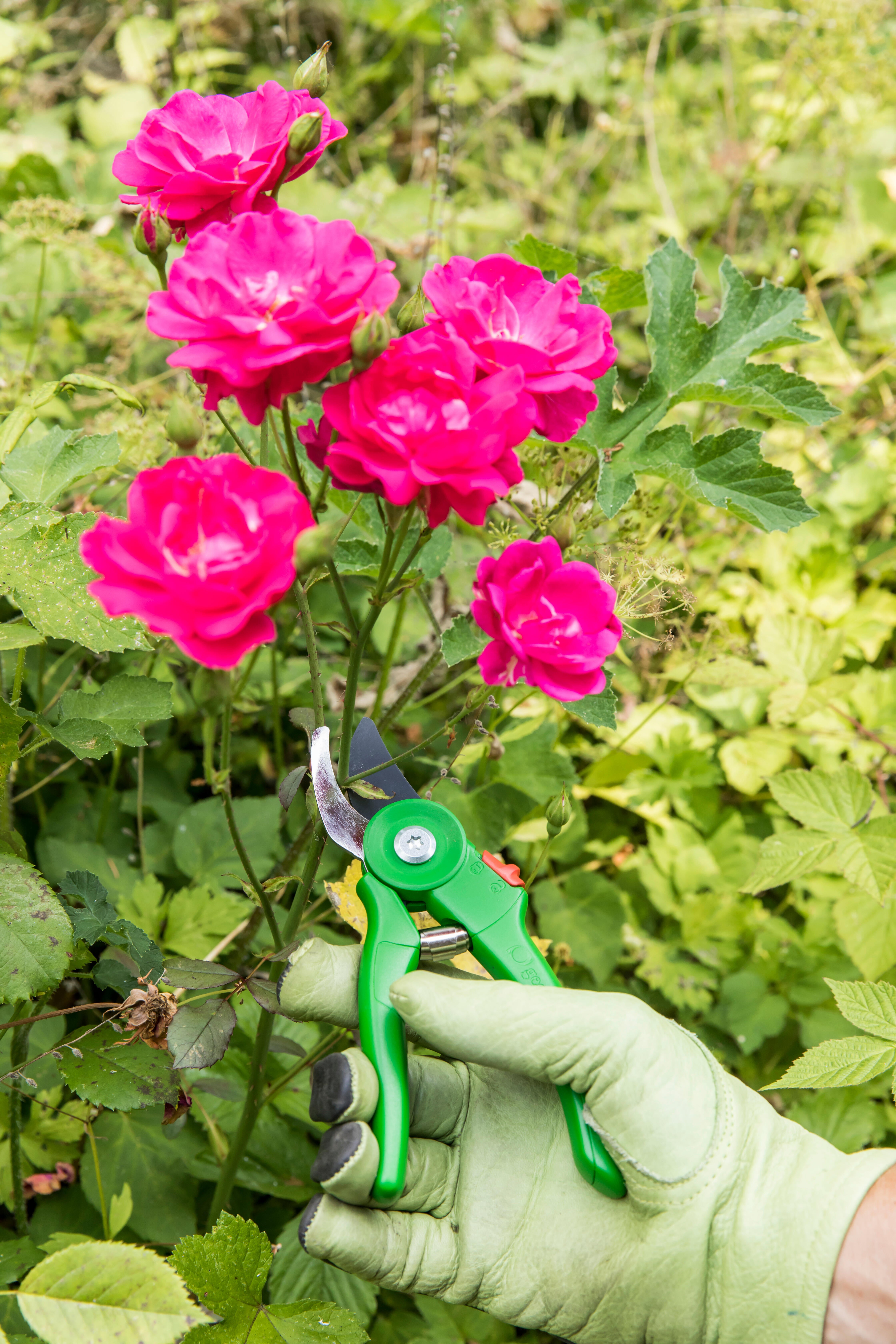 Sécateur à une main GEOLIA - 5