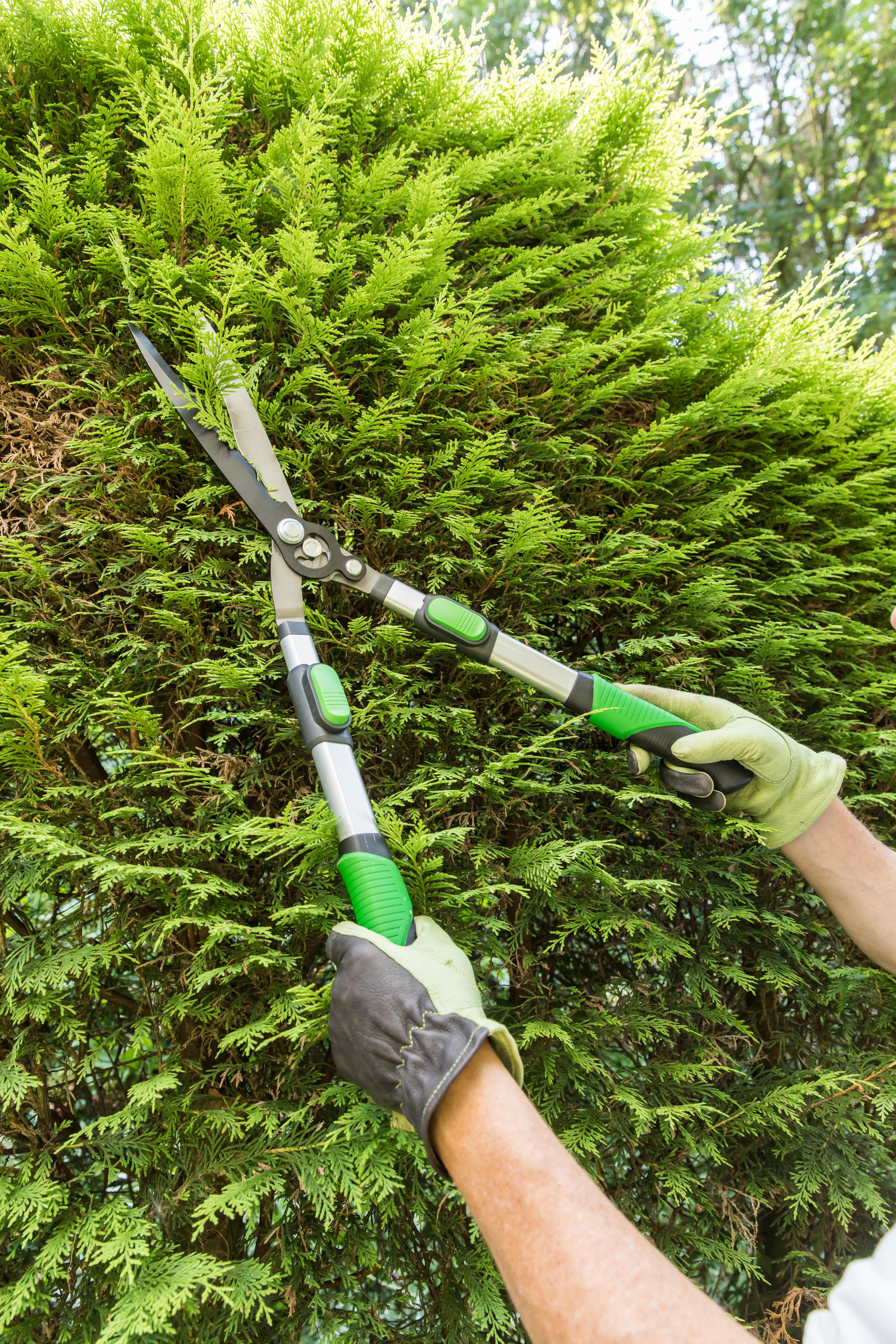 Cisaille à haie acier GEOLIA, Diam.15 mm - 3