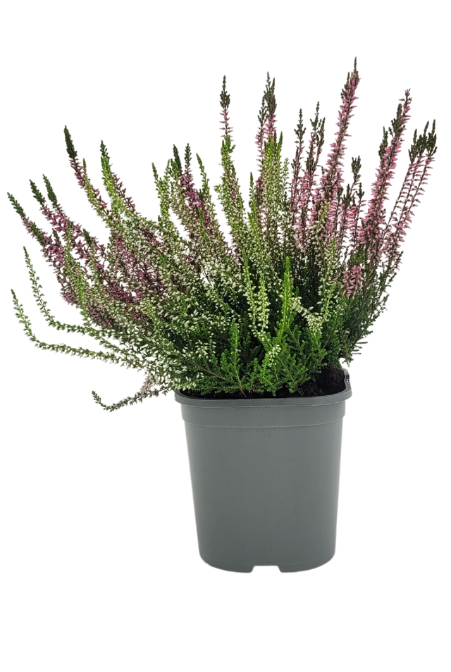 Wrzos pospolity 30-40 cm