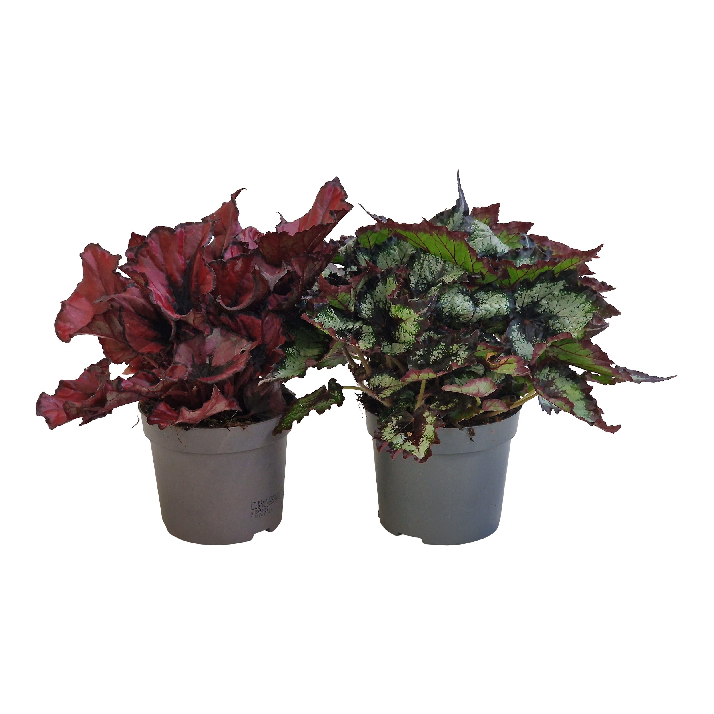 Begonia Beleaf 25cm mix