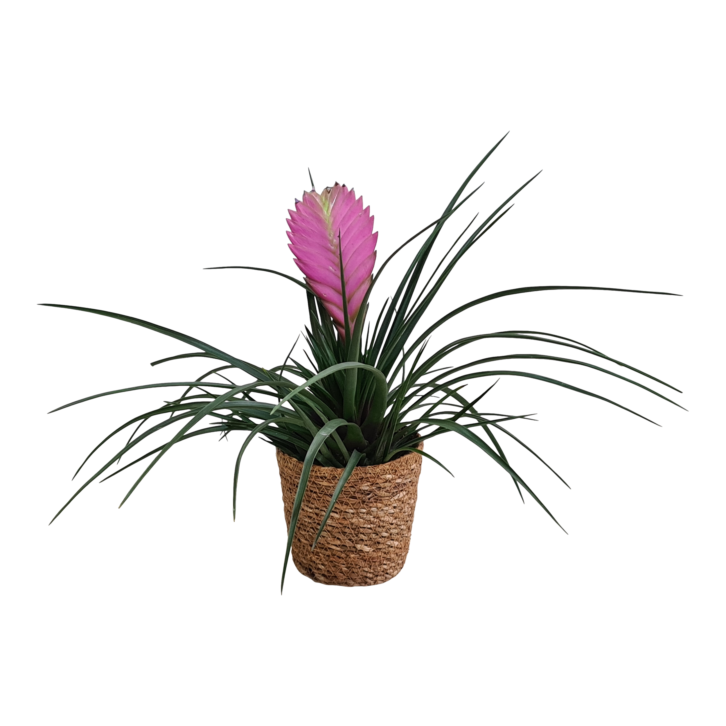 Oplątwa w plecionej osłonce 25 cm