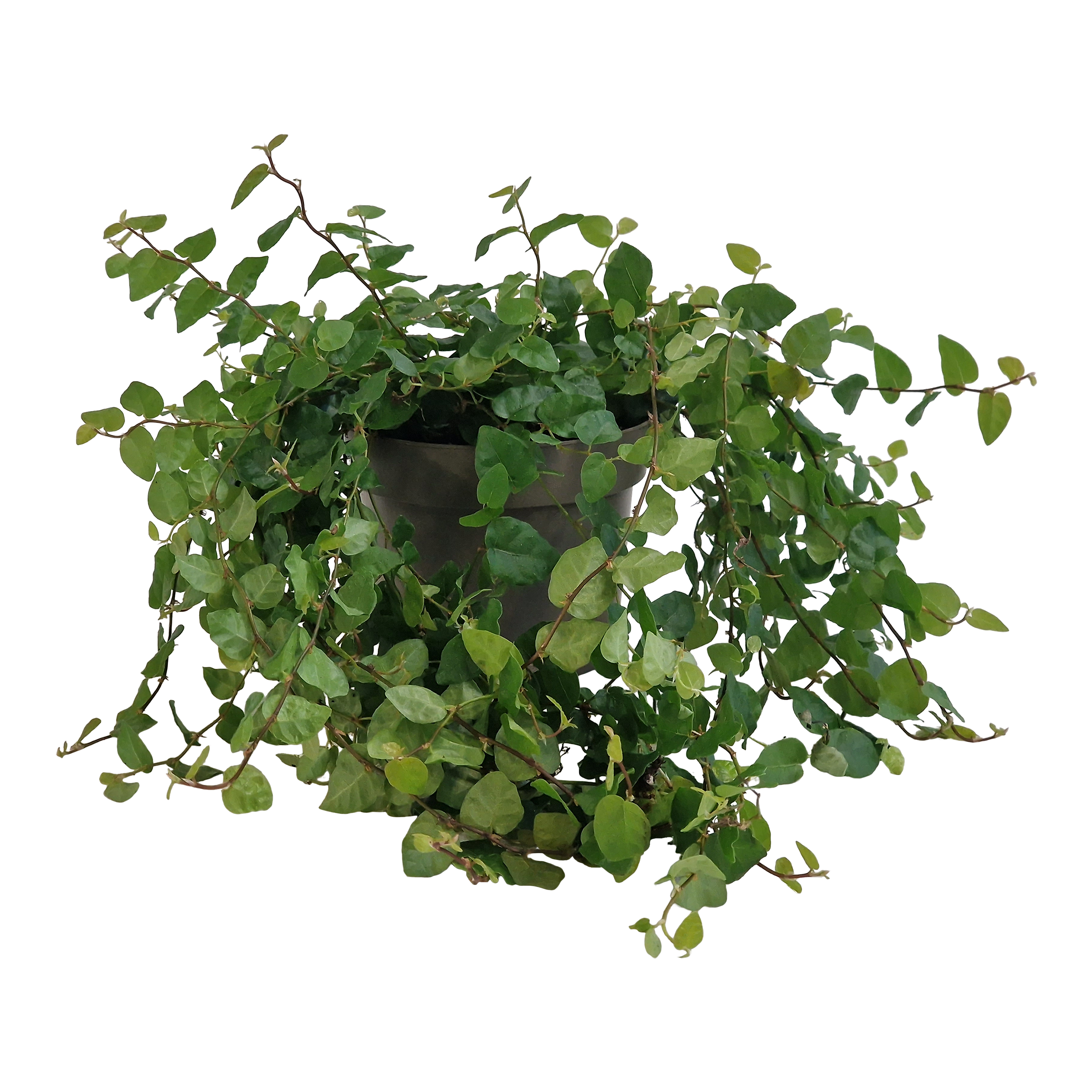 Fikus Pumila Green Sunny 20 cm