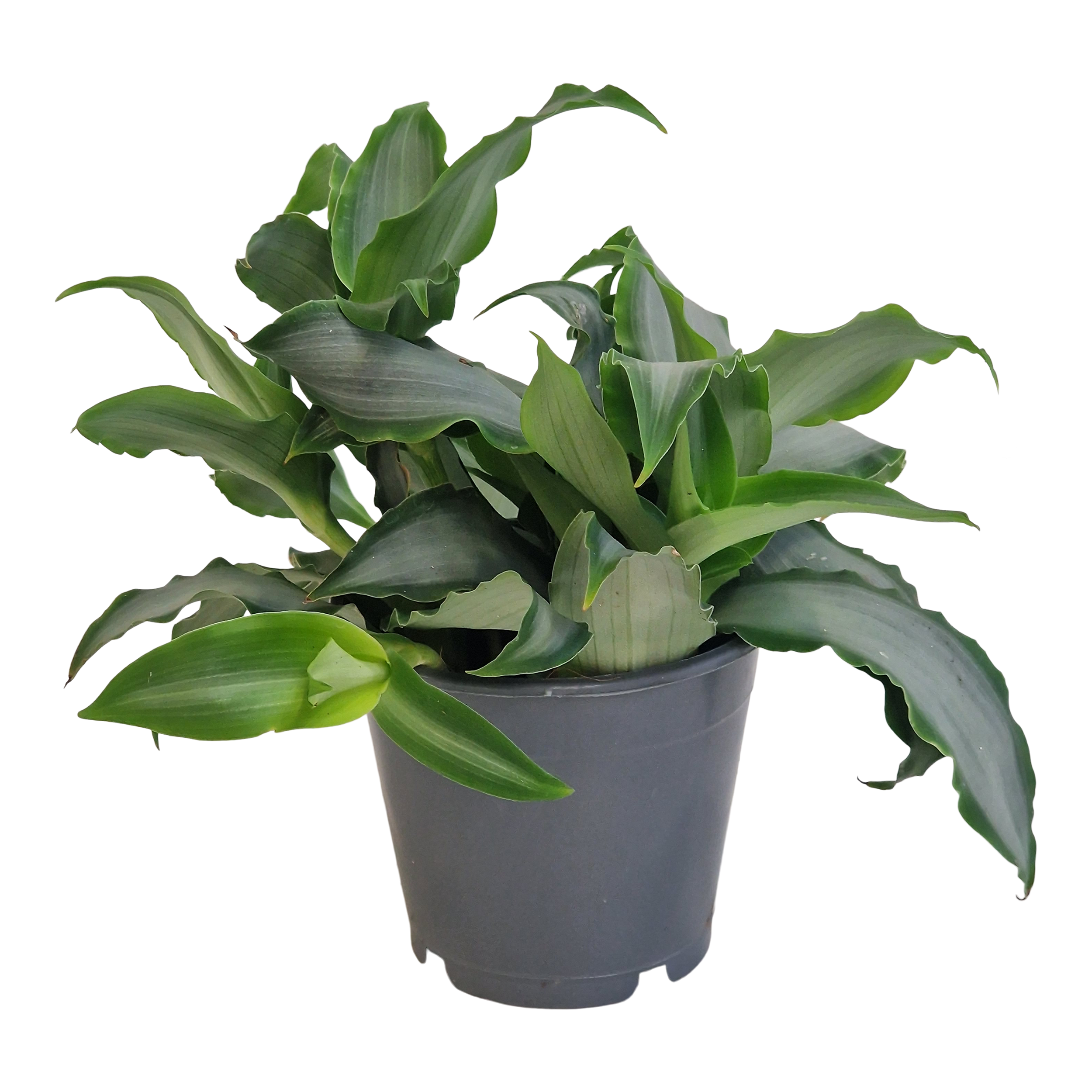 Murdannia Lori Bright Star 25 cm