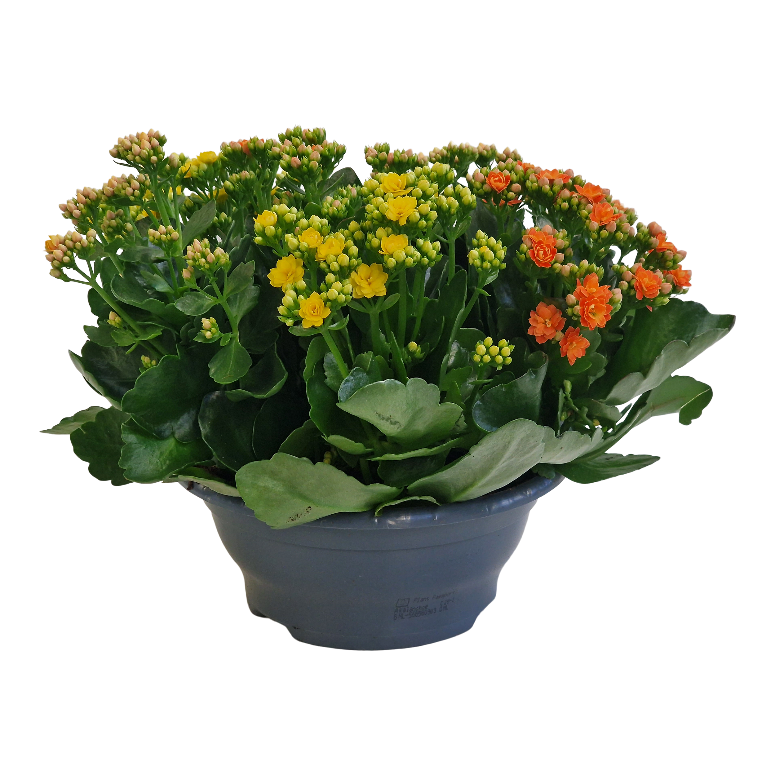 Kalanchoe Trzykolorowa 27 cm