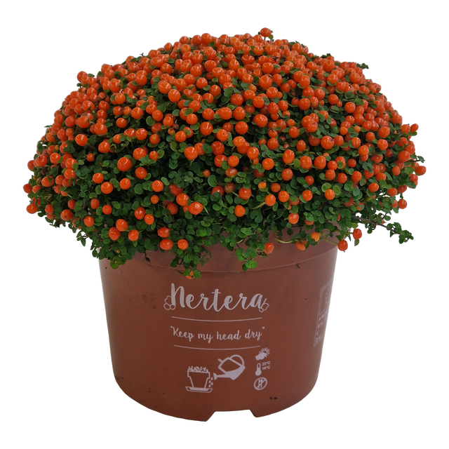 Nertera Astrid Orange 15 cm