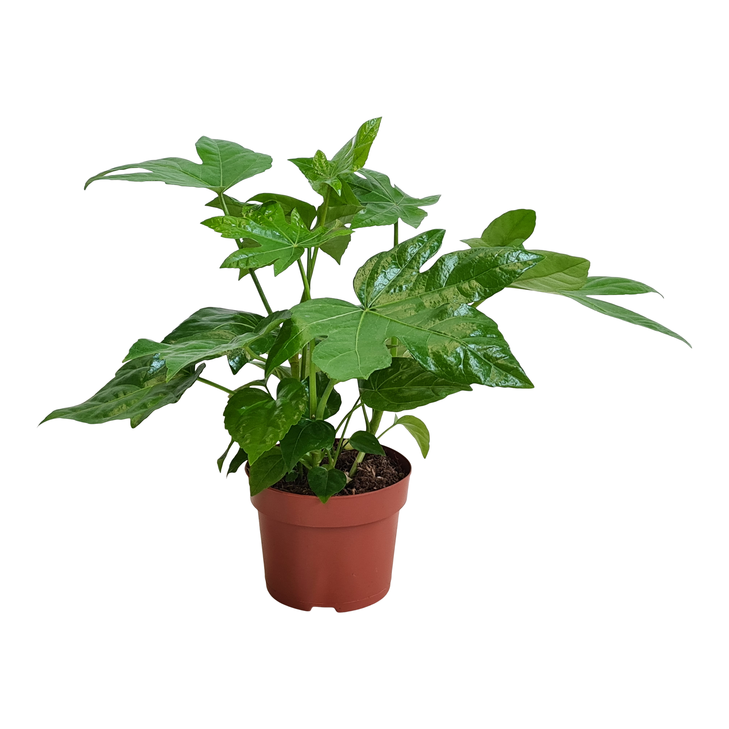 Fatsja Japonica 25-30 cm