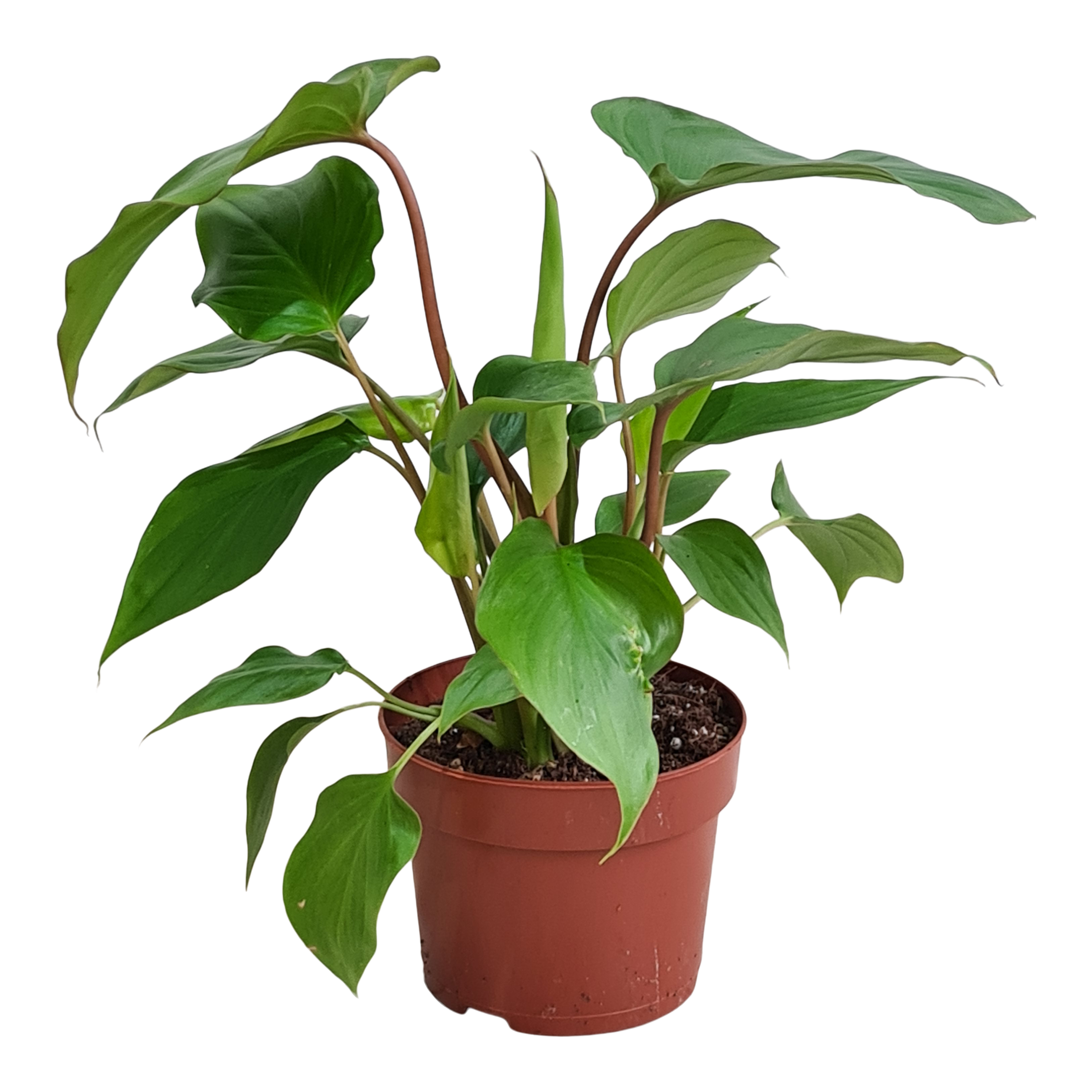 Homalomena Maggy 25-30 cm