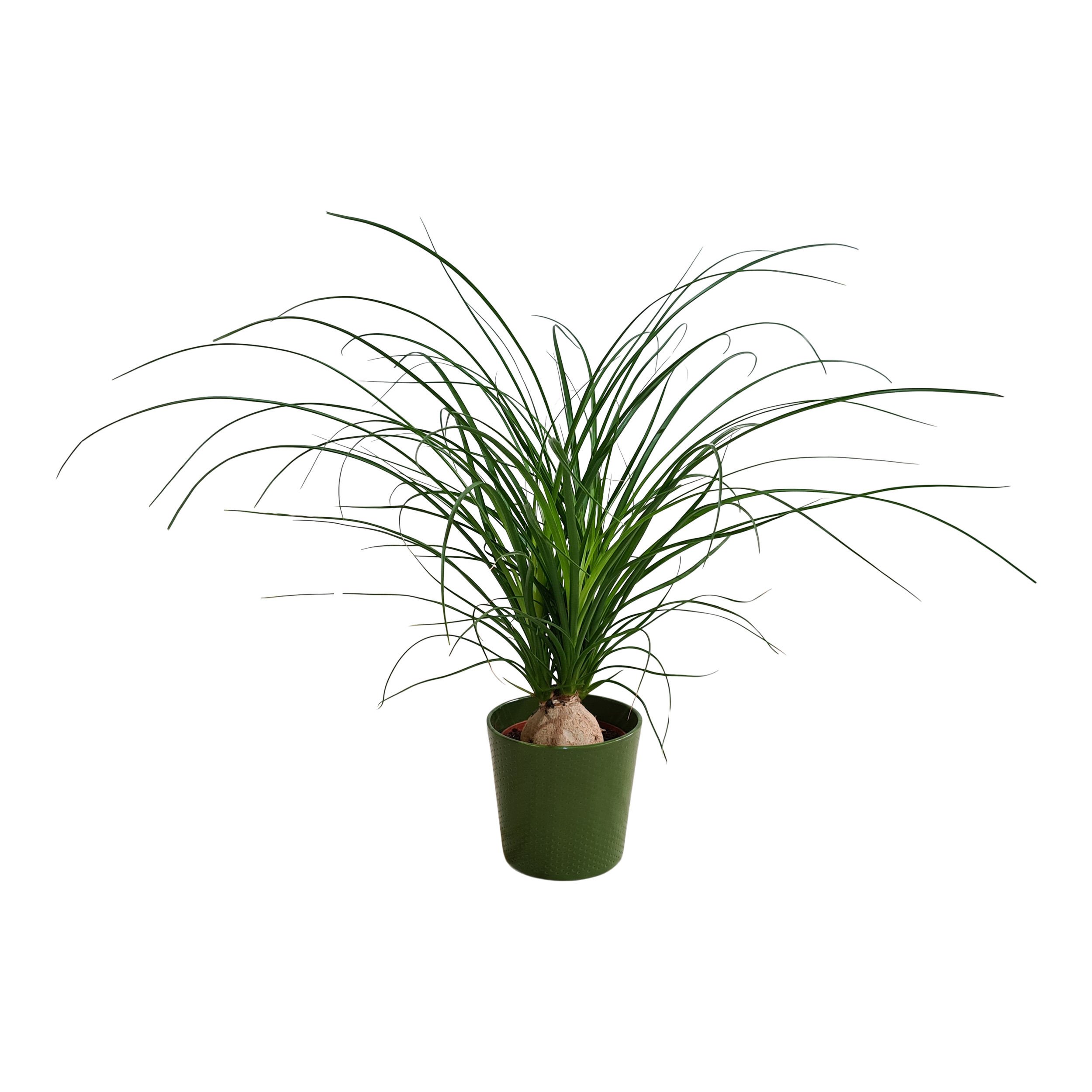 Nolina zielona 25-30 cm