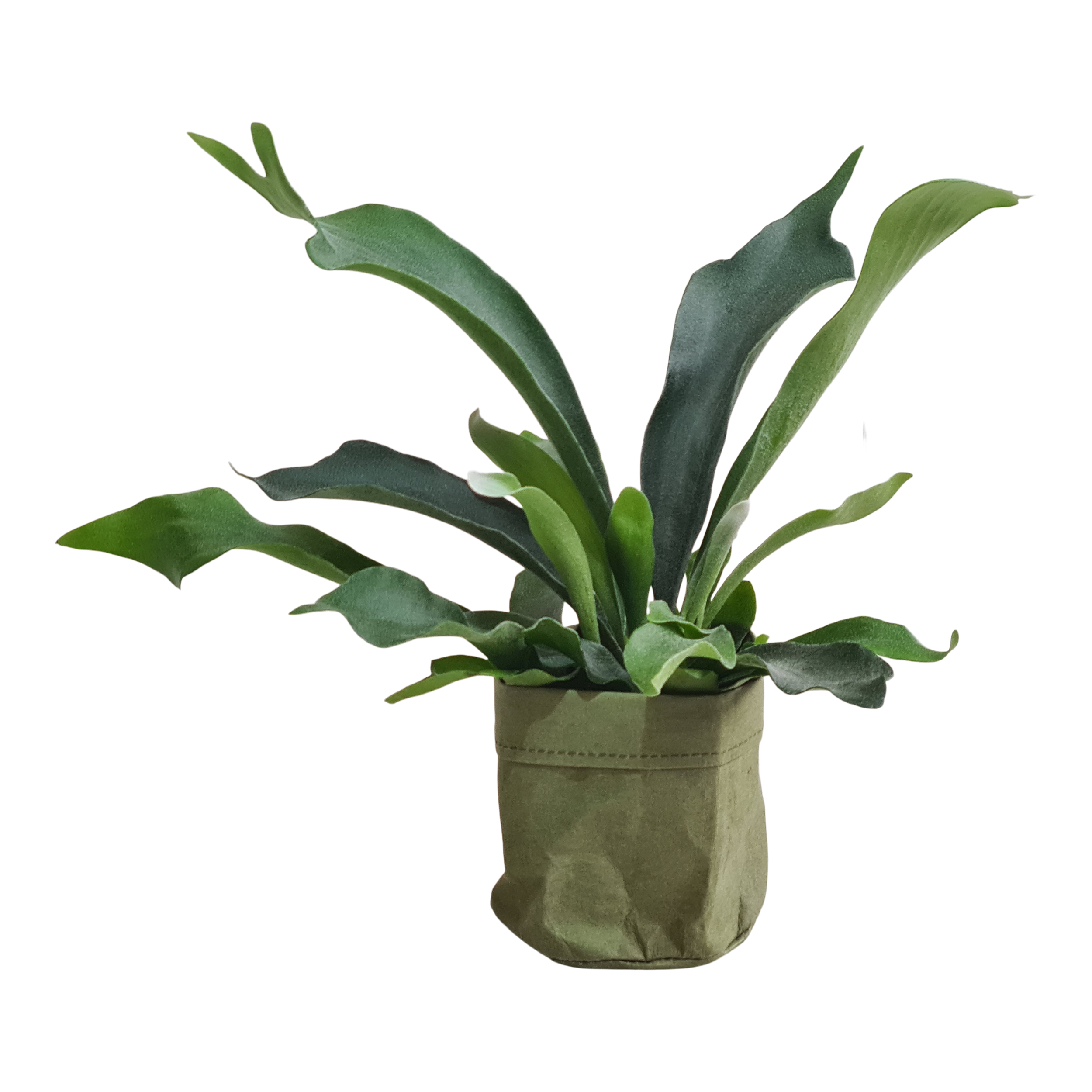 Płaskla zielona 23 cm