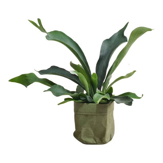 Płaskla zielona 23 cm