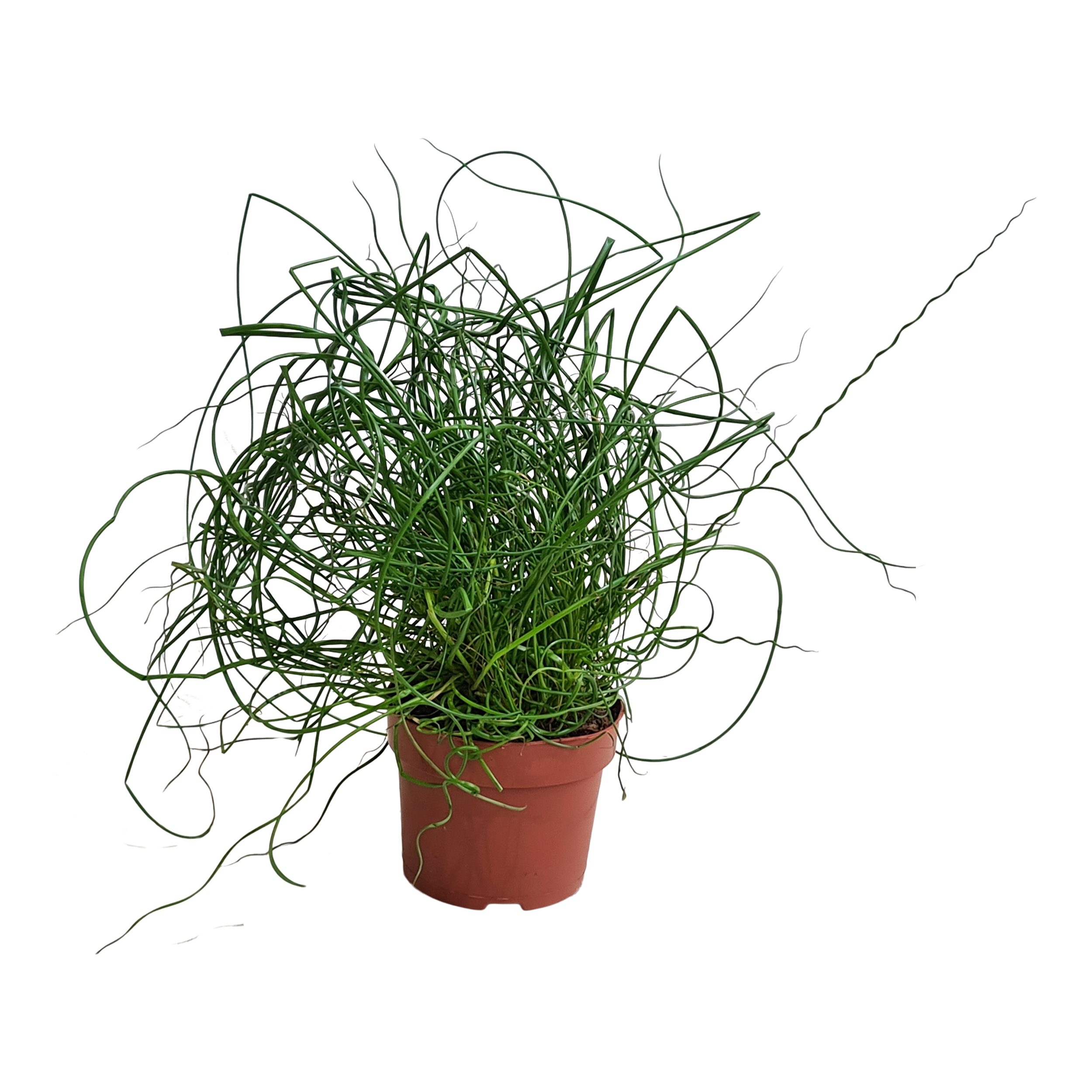 Juncus Spirales 30-35 cm