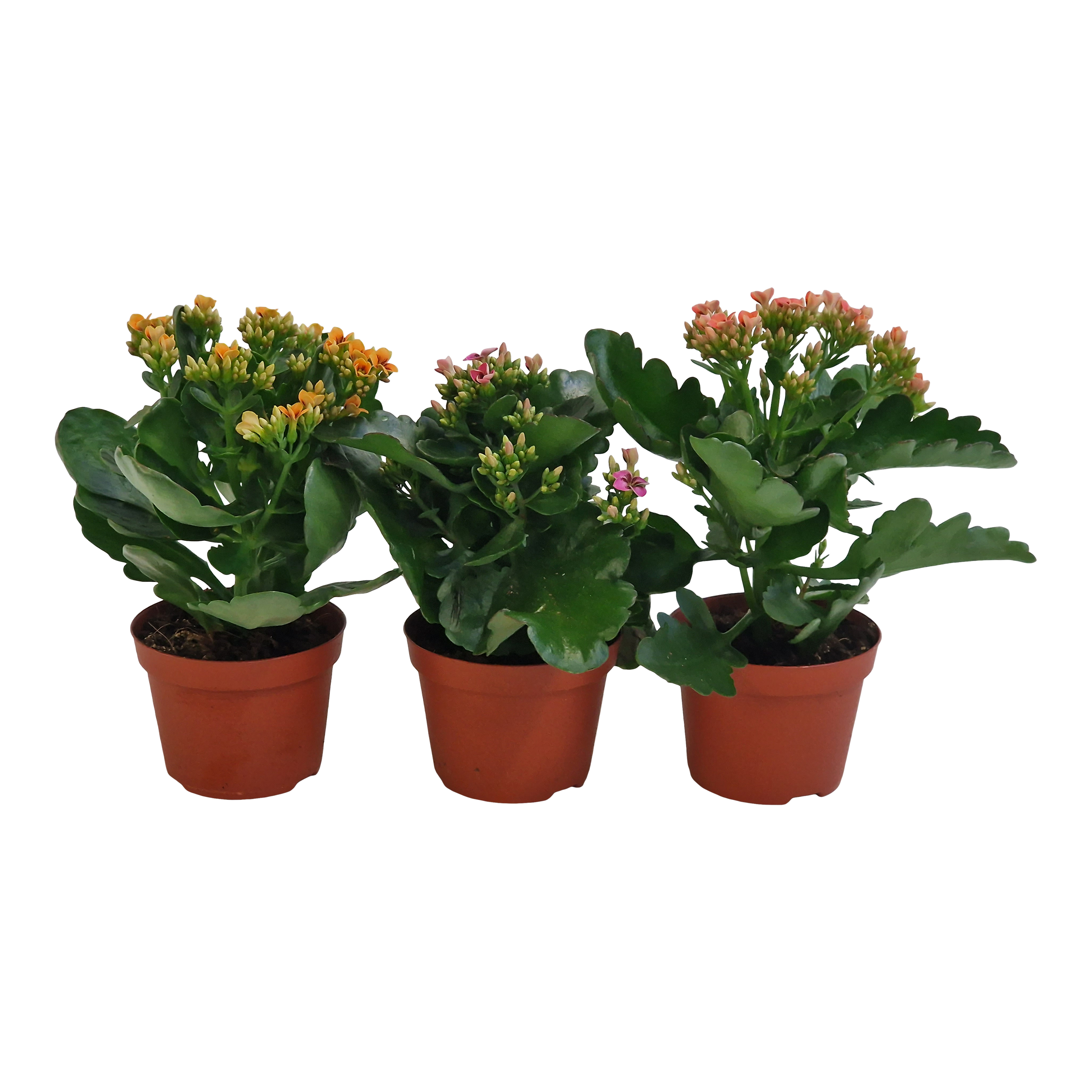 Kalanchoe Tiger mix 20 cm