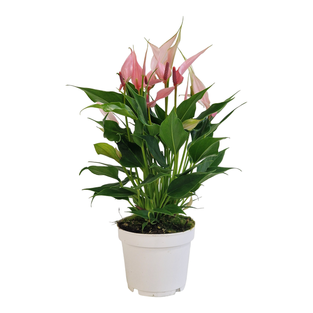 Anturium Lilli 40 cm P12