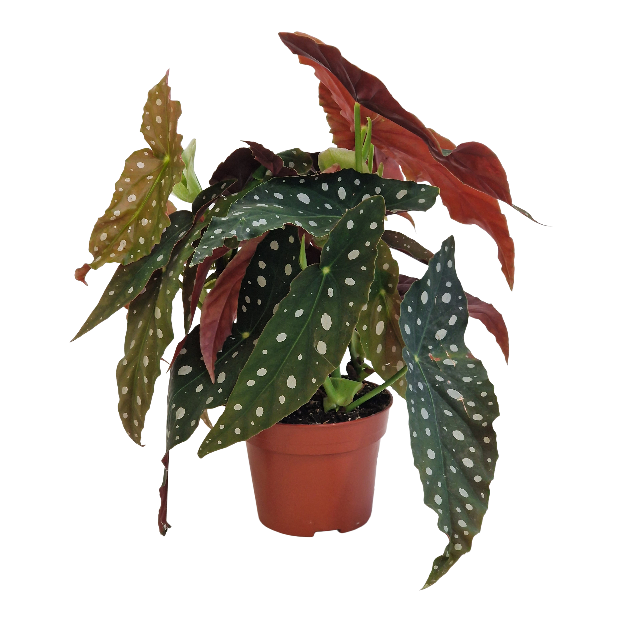 Begonia Maculata Wightii 35 cm