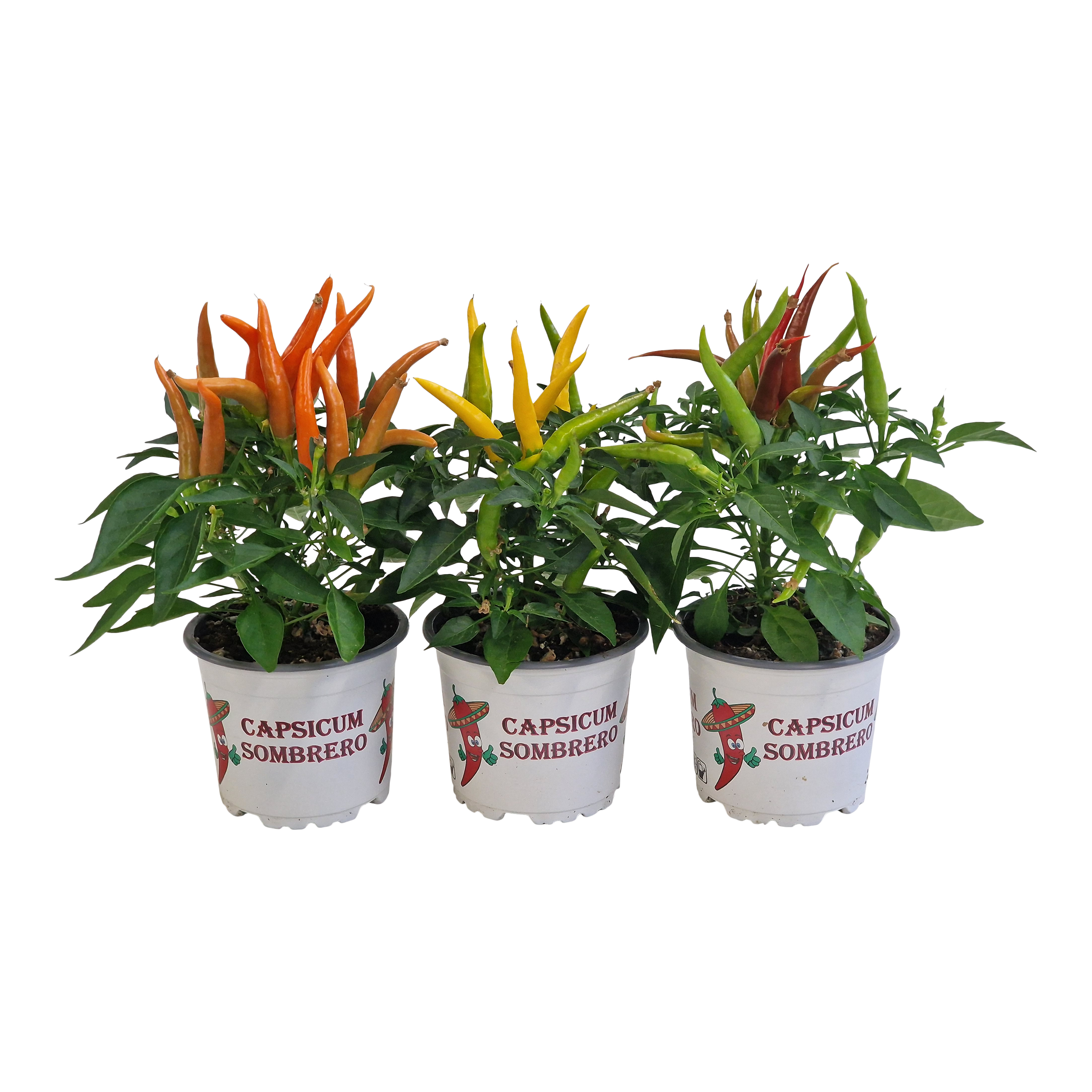 Papryka roczna 'Salsa' mix 15 cm