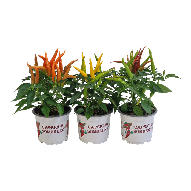 Papryka roczna 'Salsa' mix 15 cm