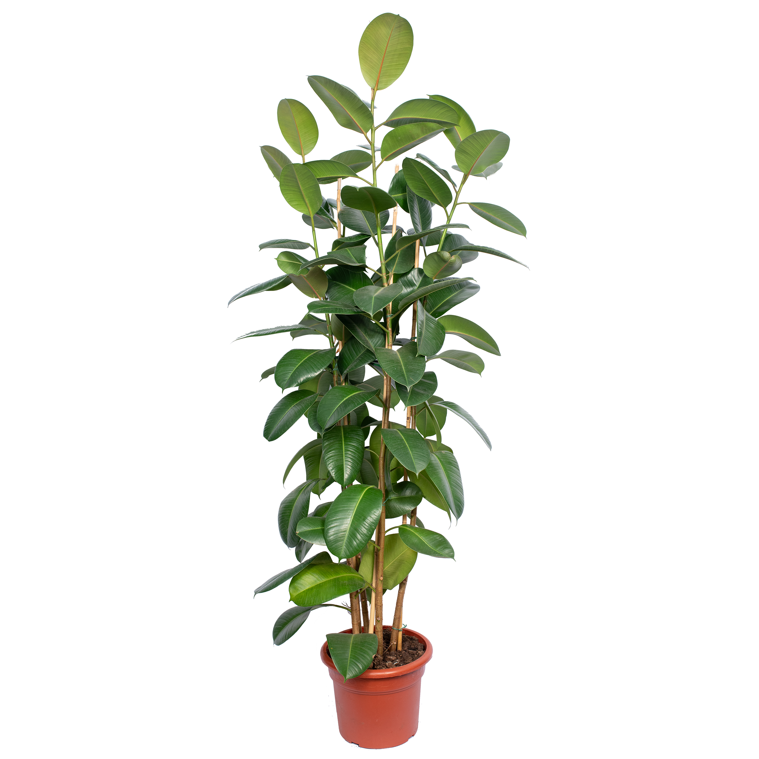 Fikus Elastika Robusta 180 cm