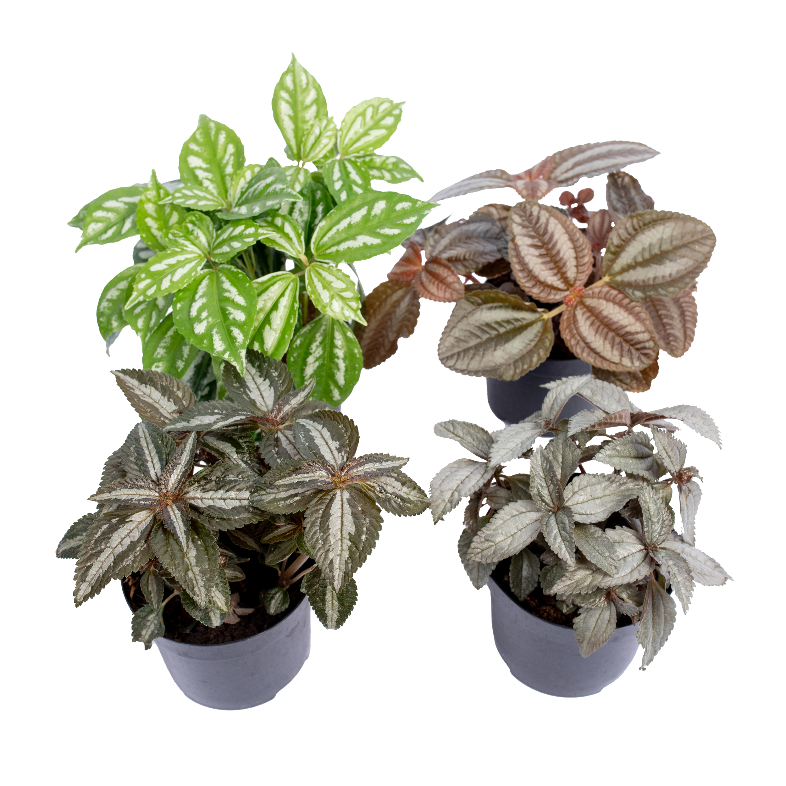 Rośliny zielone mix 15-20 cm