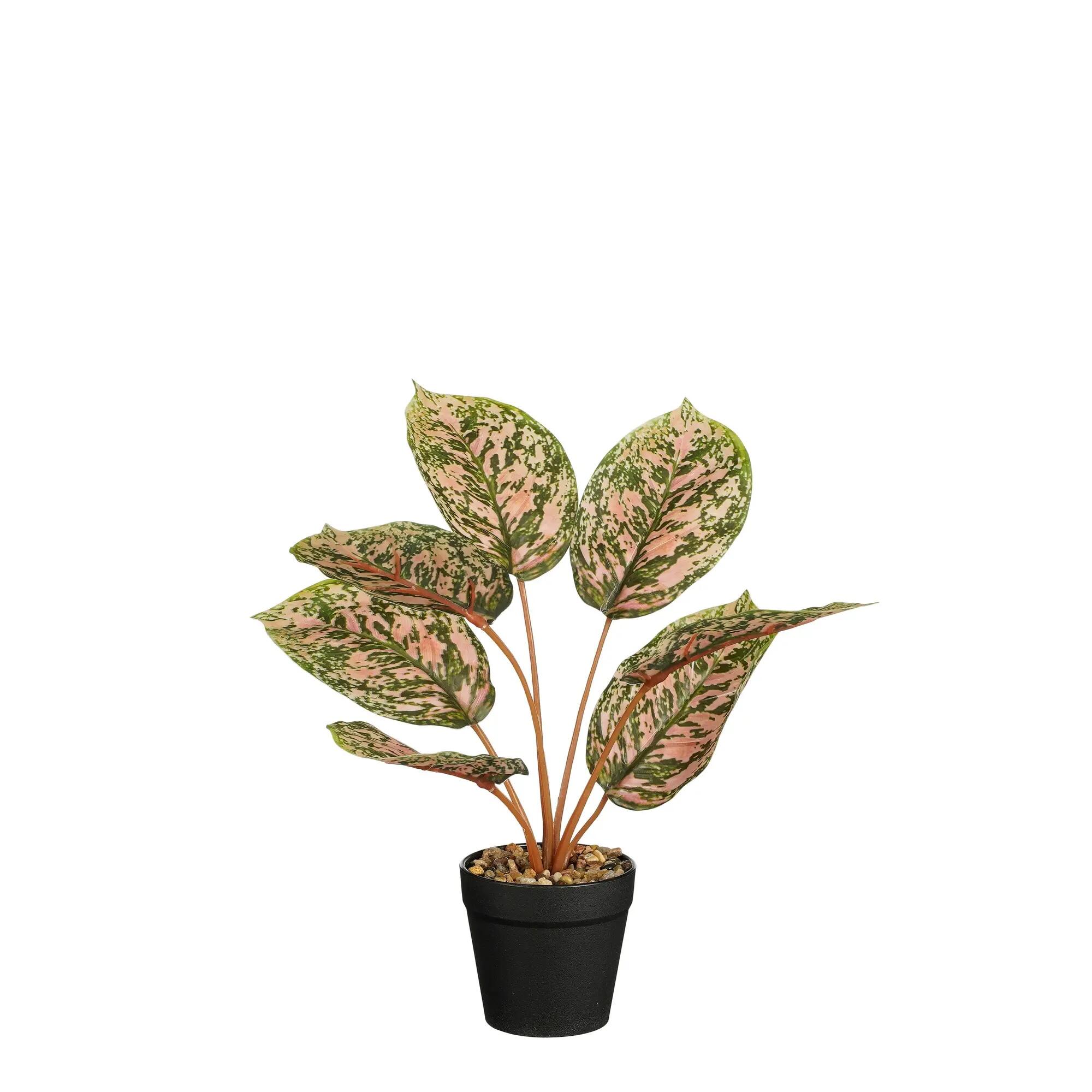 Planta Artificial Calathea Verde Cm Leroy Merlin