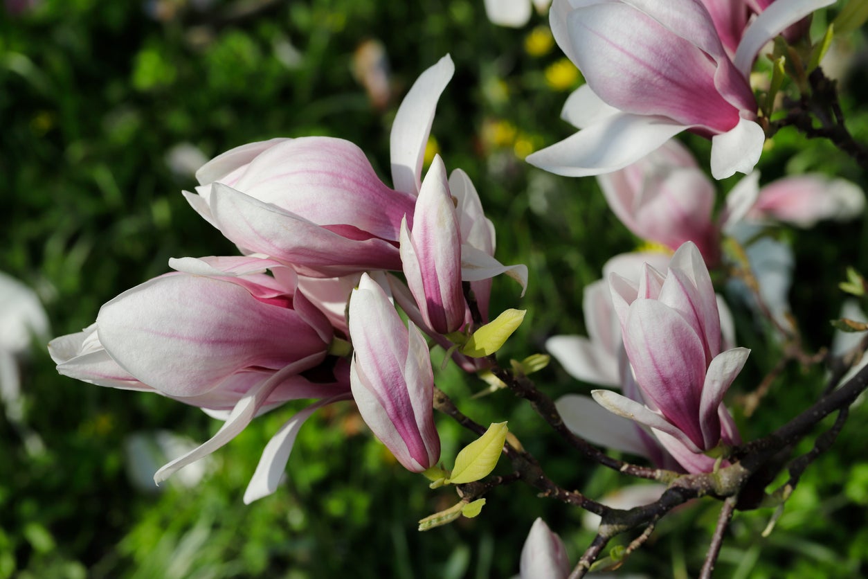 kwiaty magnolii
