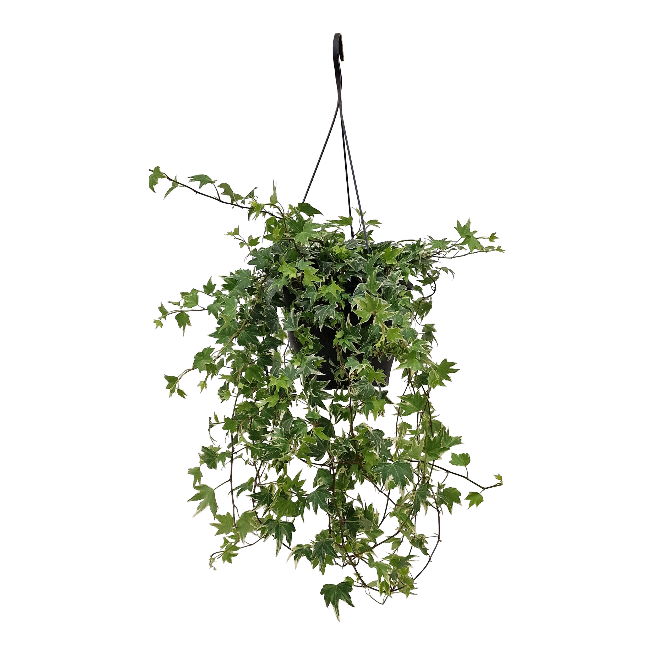 Bluszcz Hedera Helix mix 60cm