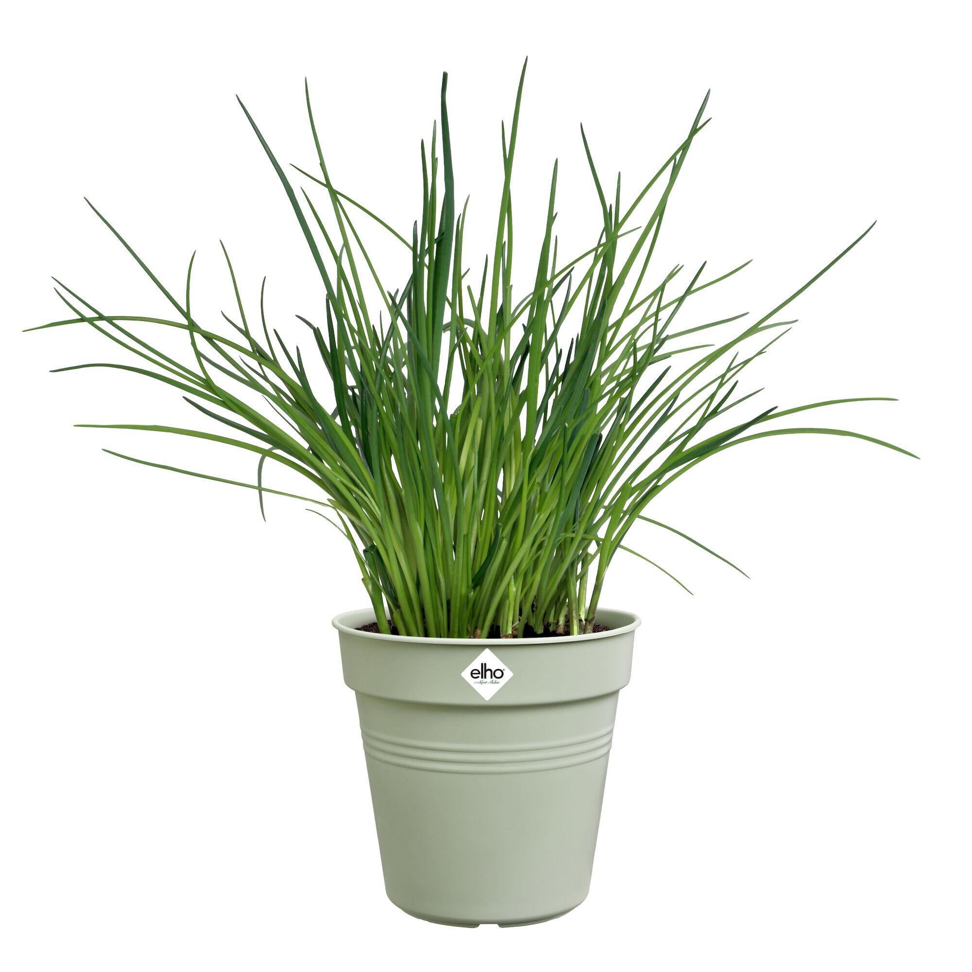 Pot polypropylène ELHO Green basics pot de culture 13 vert pier Diam.13 L.13 x l - 5