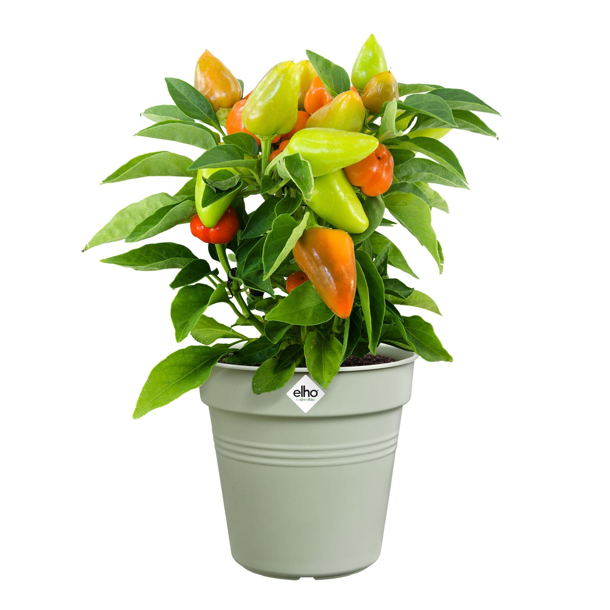Pot polypropylène ELHO Green basics pot de culture 19 vert pier Diam.19 L.19 x l - 5