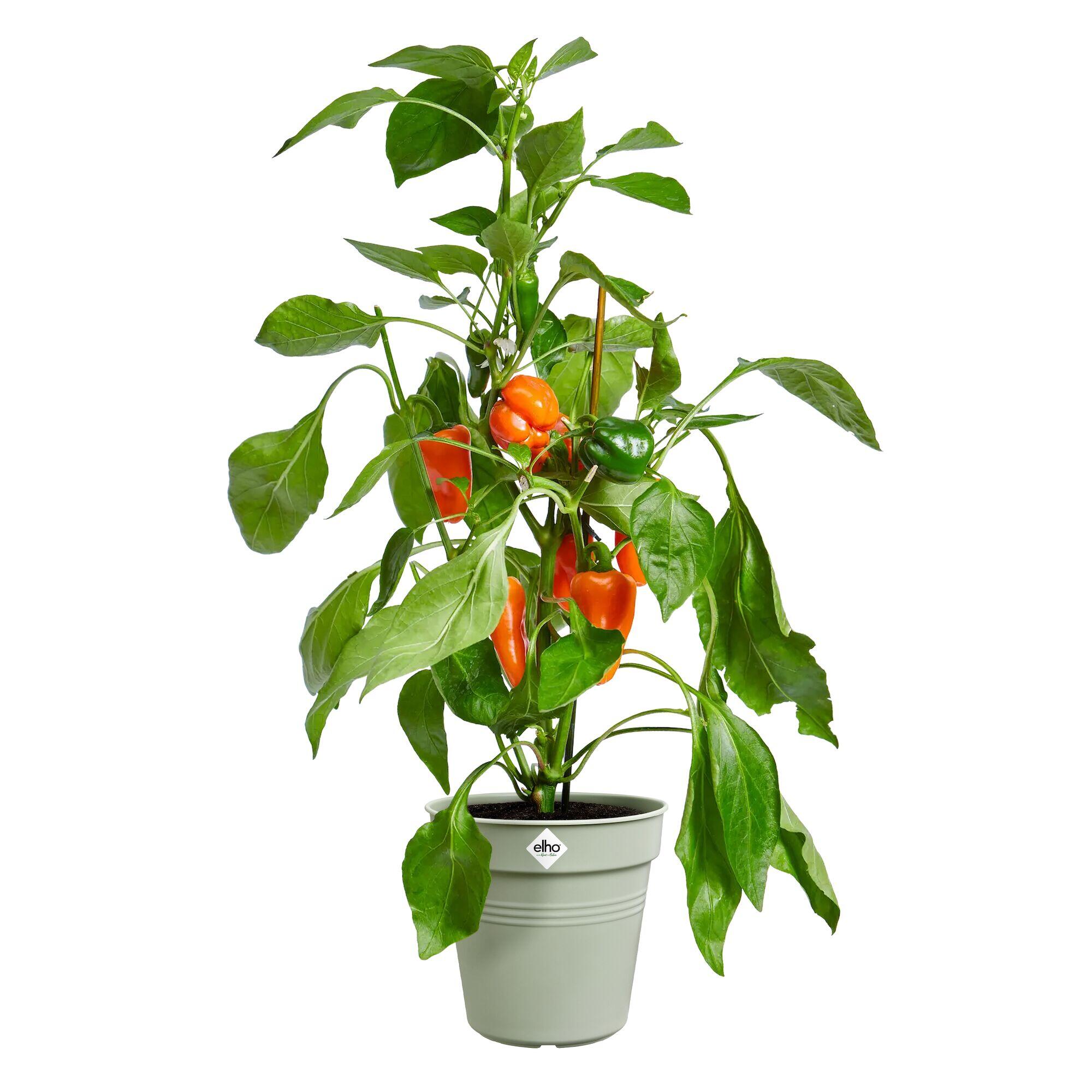 Pot polypropylène ELHO Gb pot de culture 40 vert pierre Diam.40 L.40 x l.40 x H. - 4