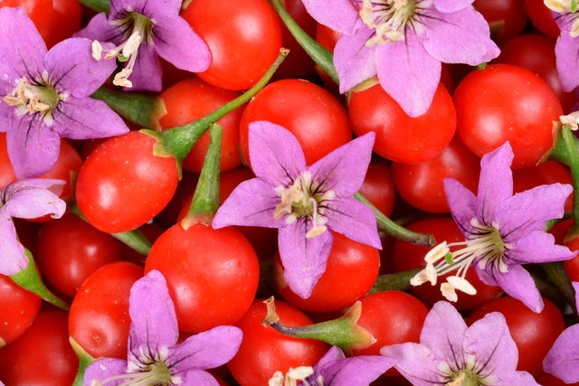 jagody goji