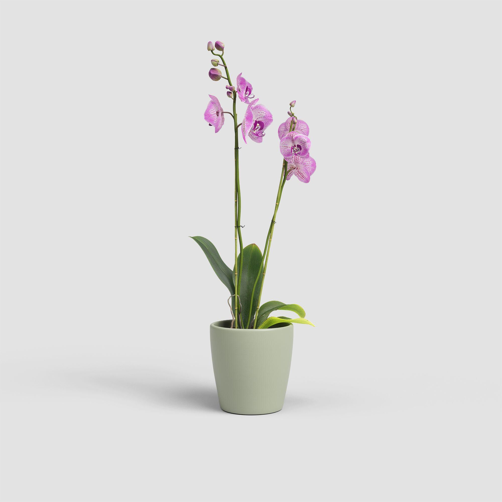 Vaso de cerâmica THALIA ORQUÍDEA 14CM VERDE - 3