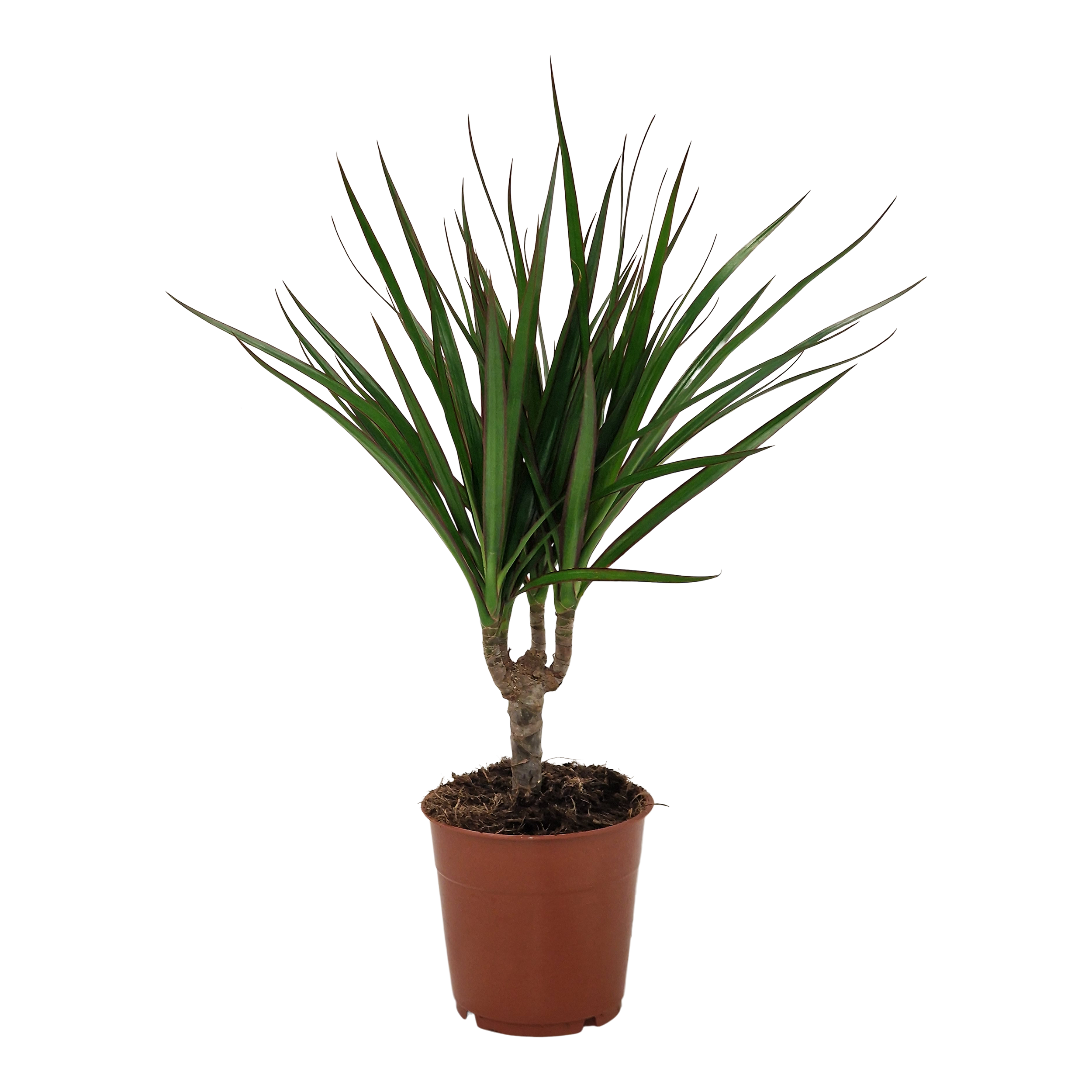 Dracena Marginata 40 cm