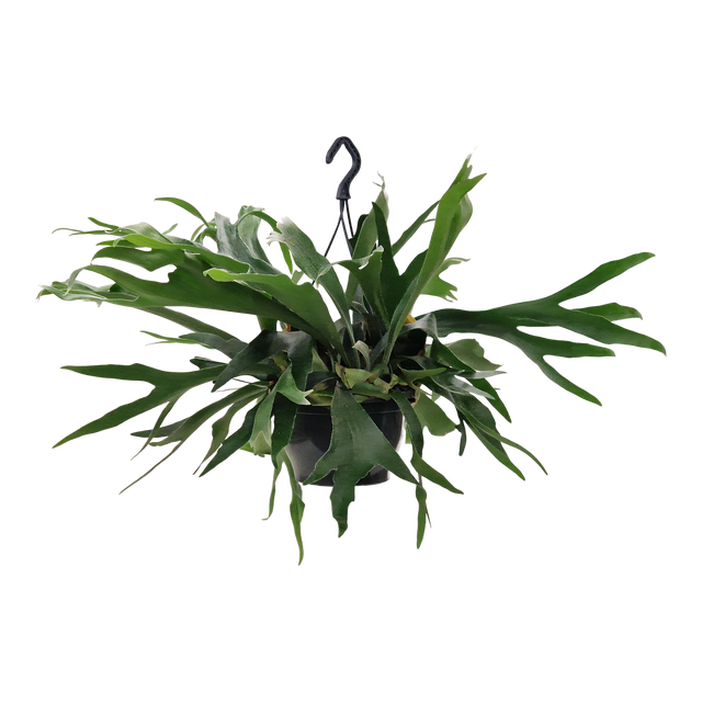 Łosie rogi Pozostałe rośliny zielone 50 cm