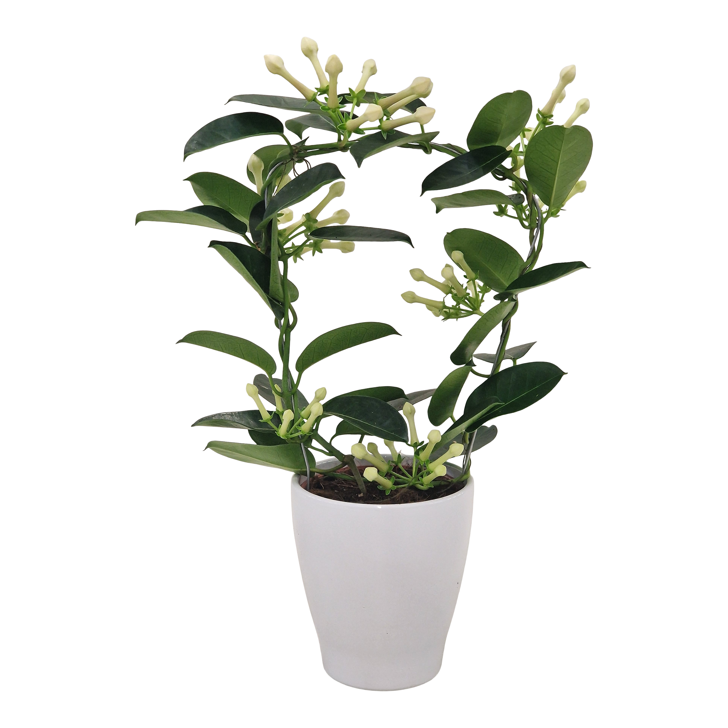 Stefanotis Fleur Parfum 45 cm