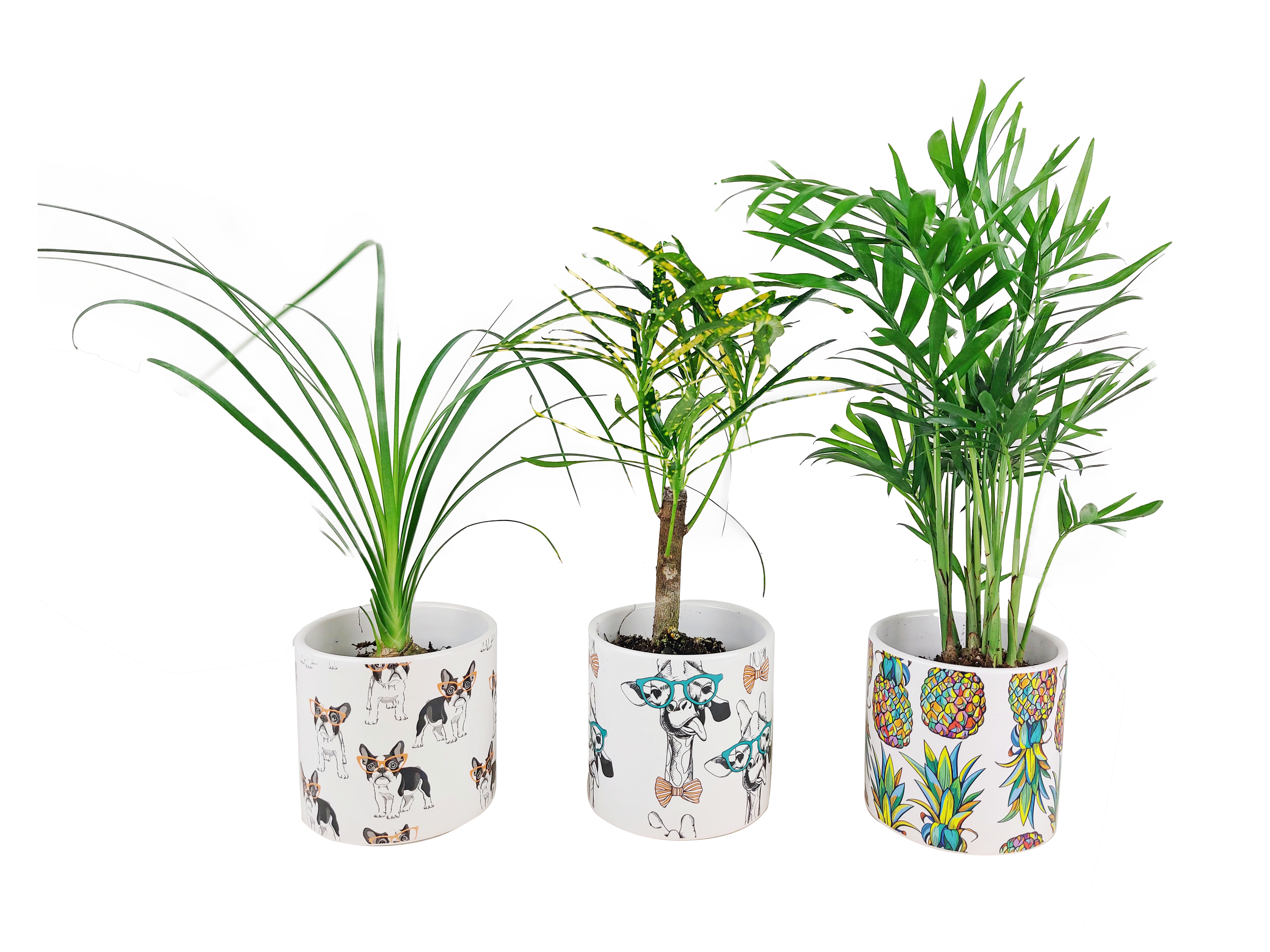 Rośliny zielone mix w osłonce ceramicznej 15 cm