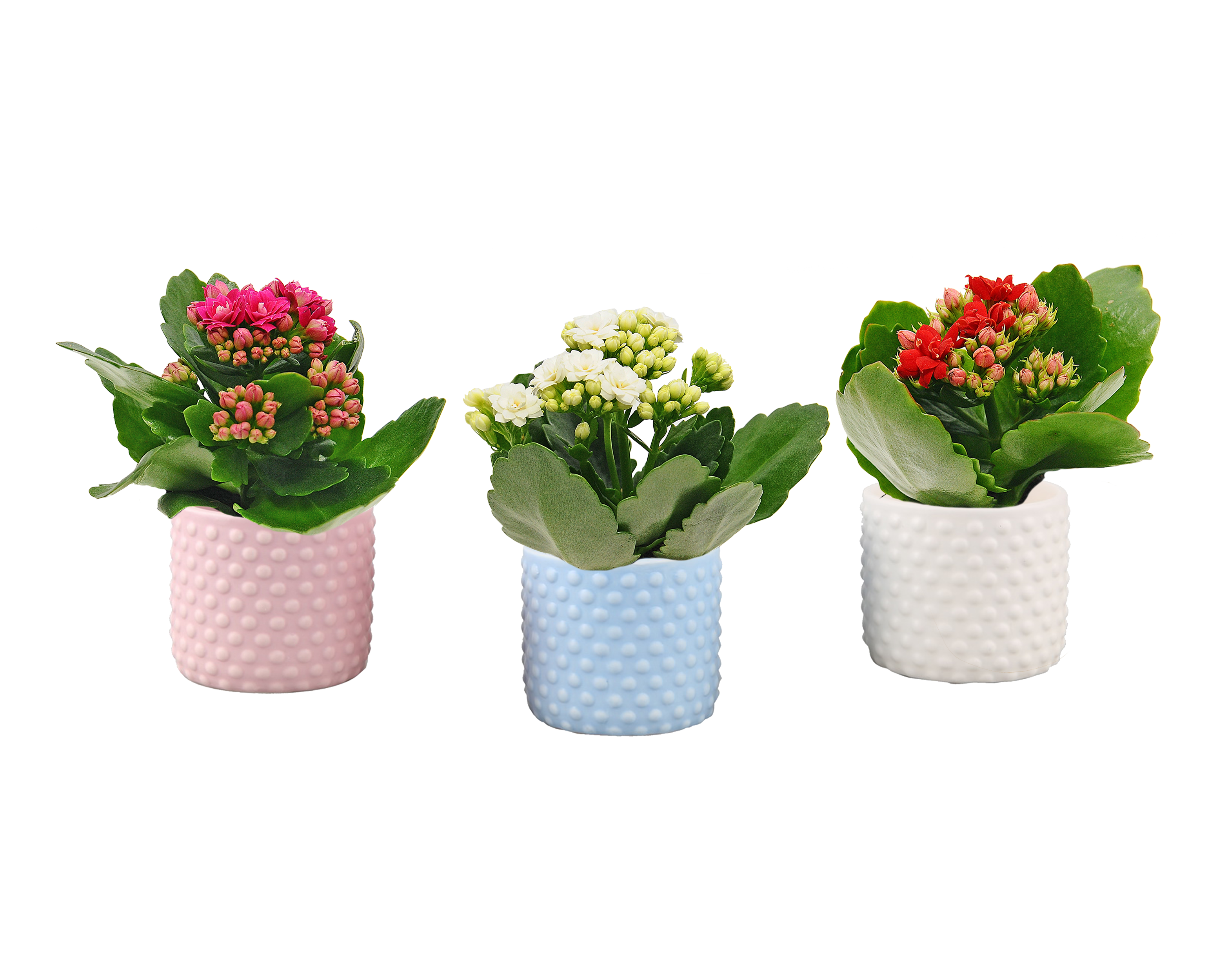 Kalanchoe w osłonce 12 cm