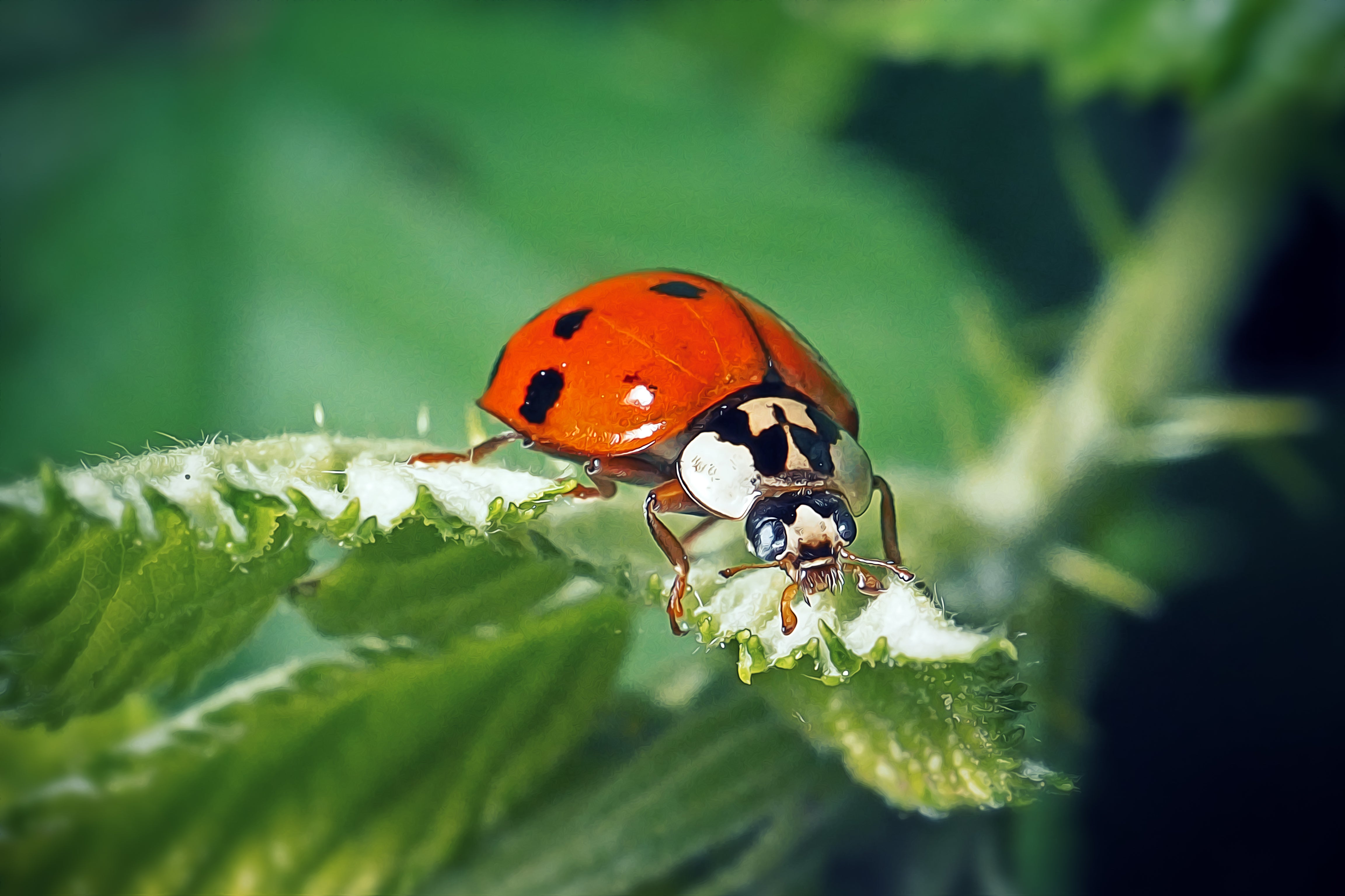 biedronka